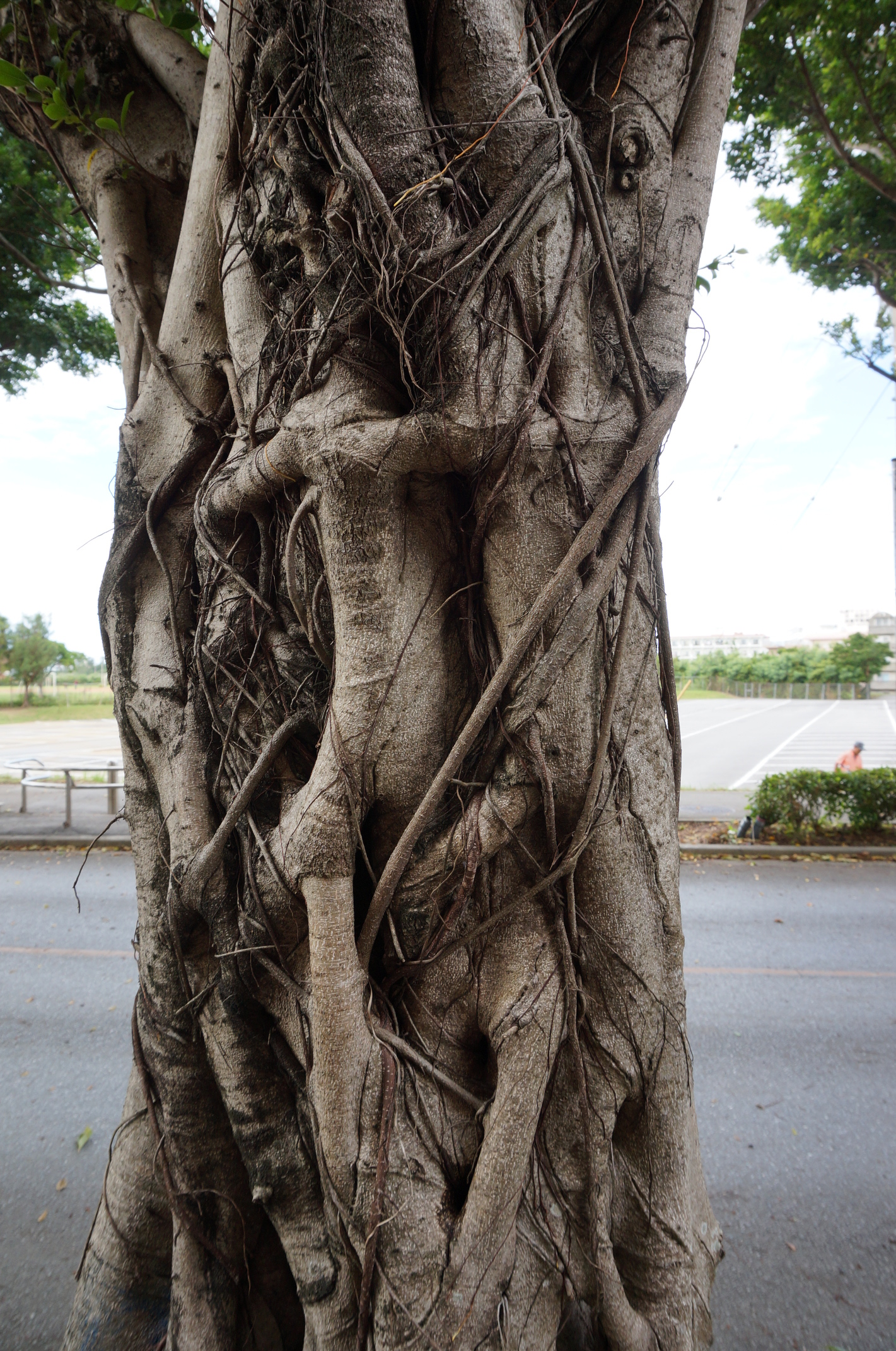 Ein interessanter Baum, den wir auf dem Campus gefunden haben.