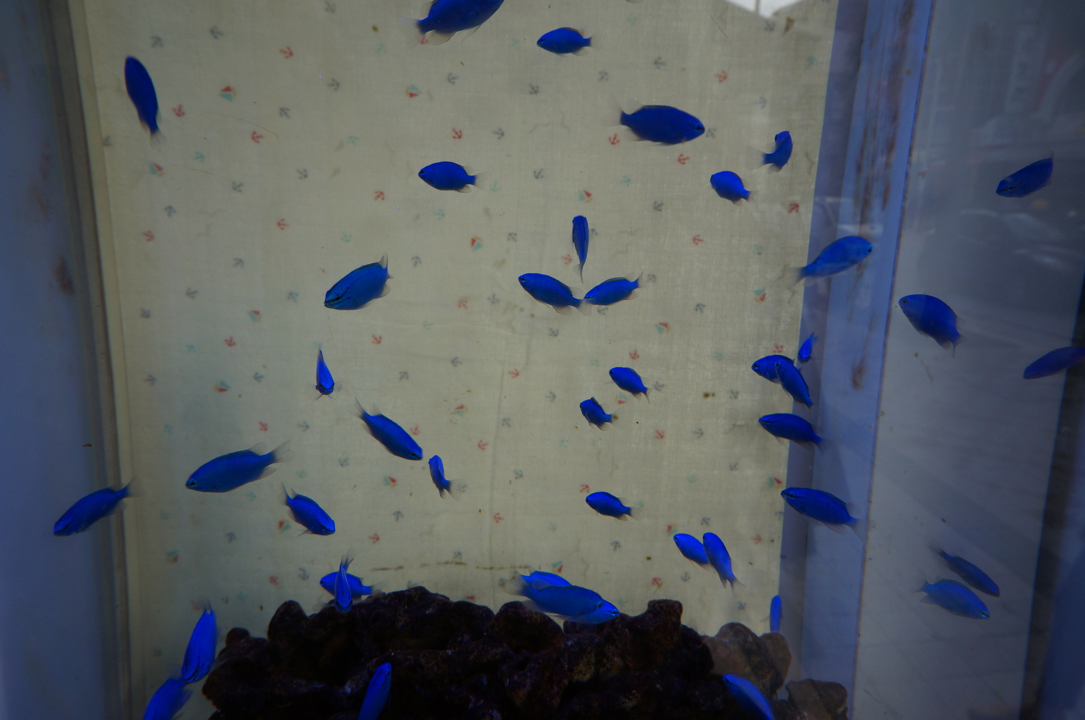 Fischis!