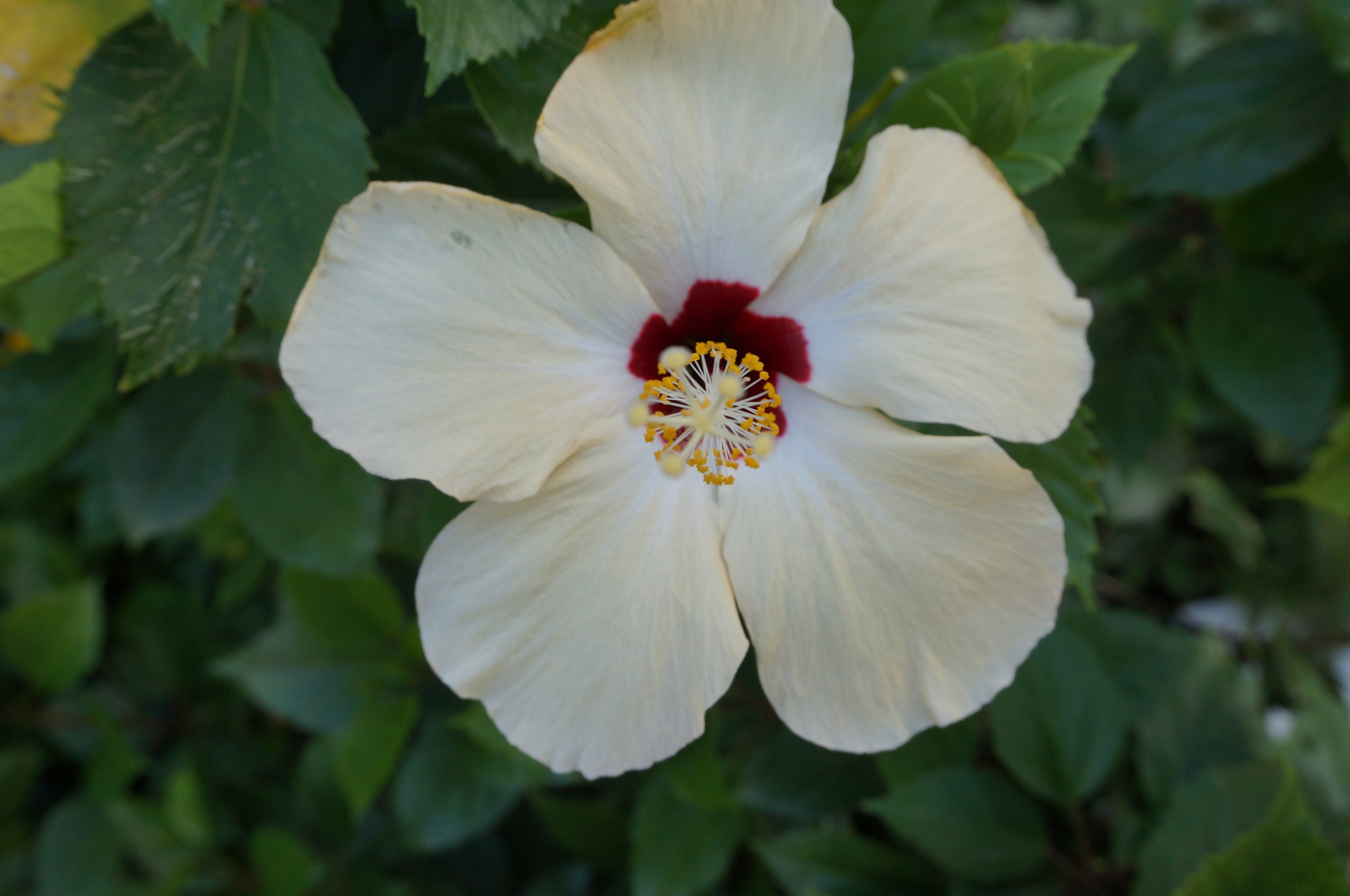 Blume. Es gibt Leute, die fotografieren sowas.