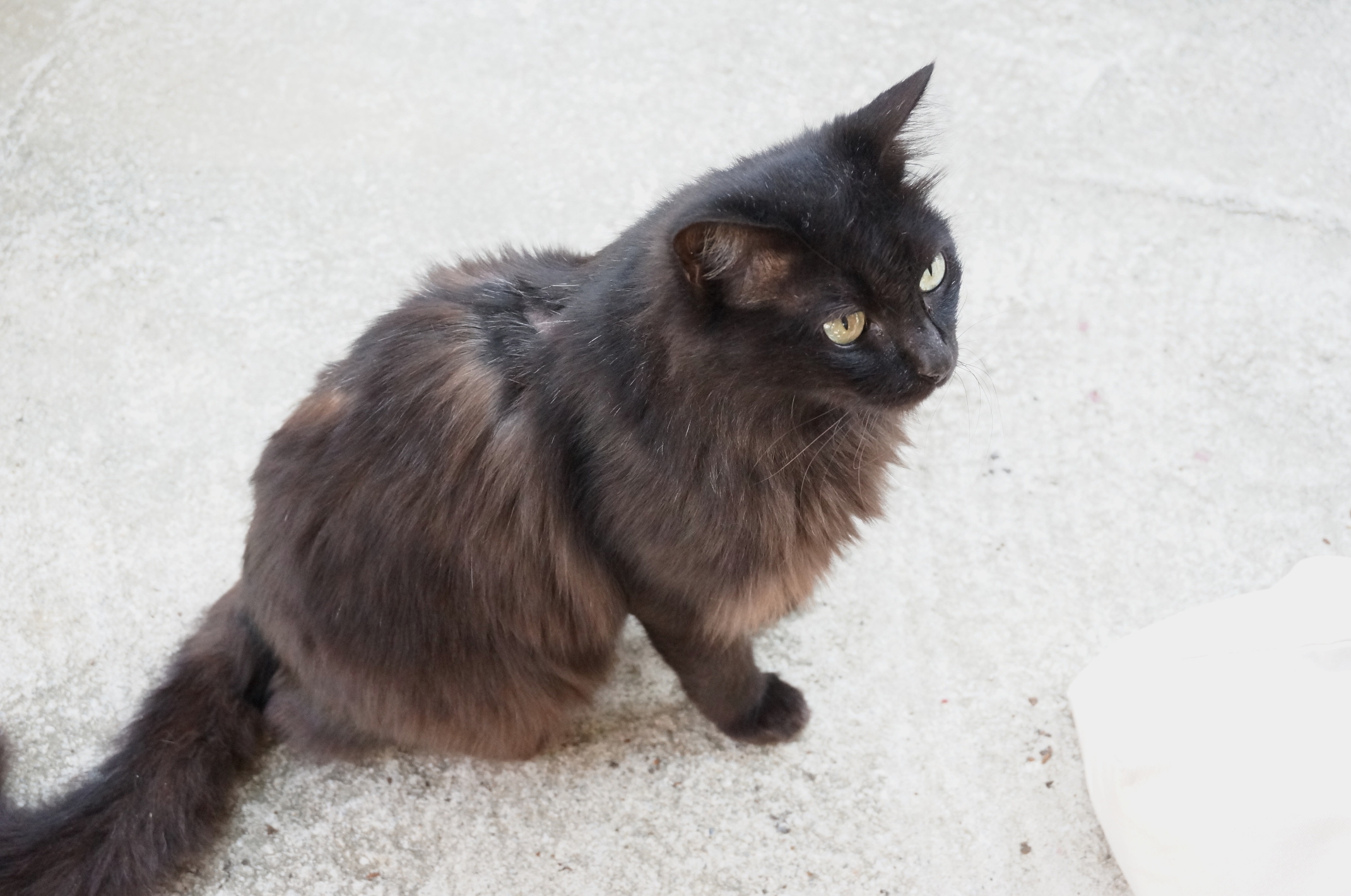 Eine süße Katze, von denen hier auch wieder viele herumliefen.