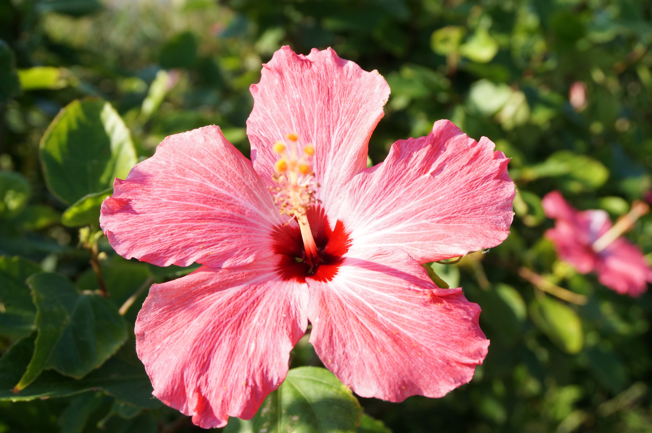 Hab mich mal am Blumen Fotografieren probiert.