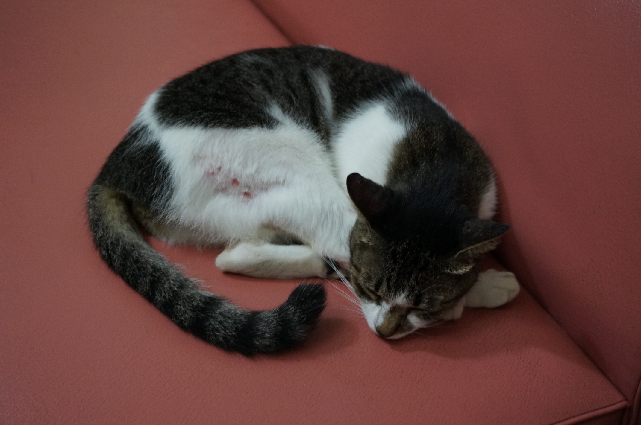 Eine der Wohnheims-Katzen, die gerne in der Lobby schläft...die Verletzungen hat sie sich wahrscheinlich bei einem Kampf mit einer der anderen zugezogen.