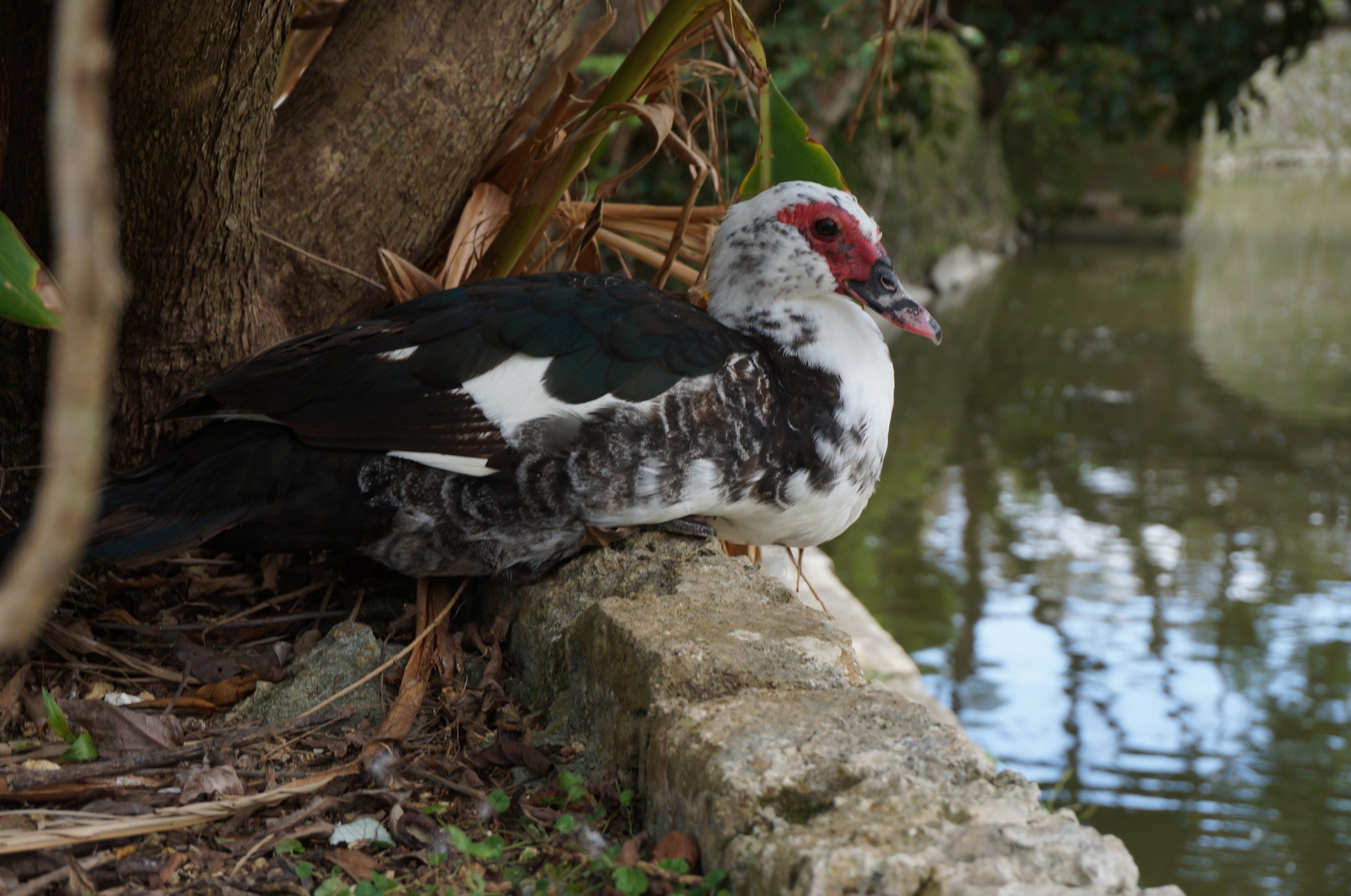 Vogelvieh im Park ;)