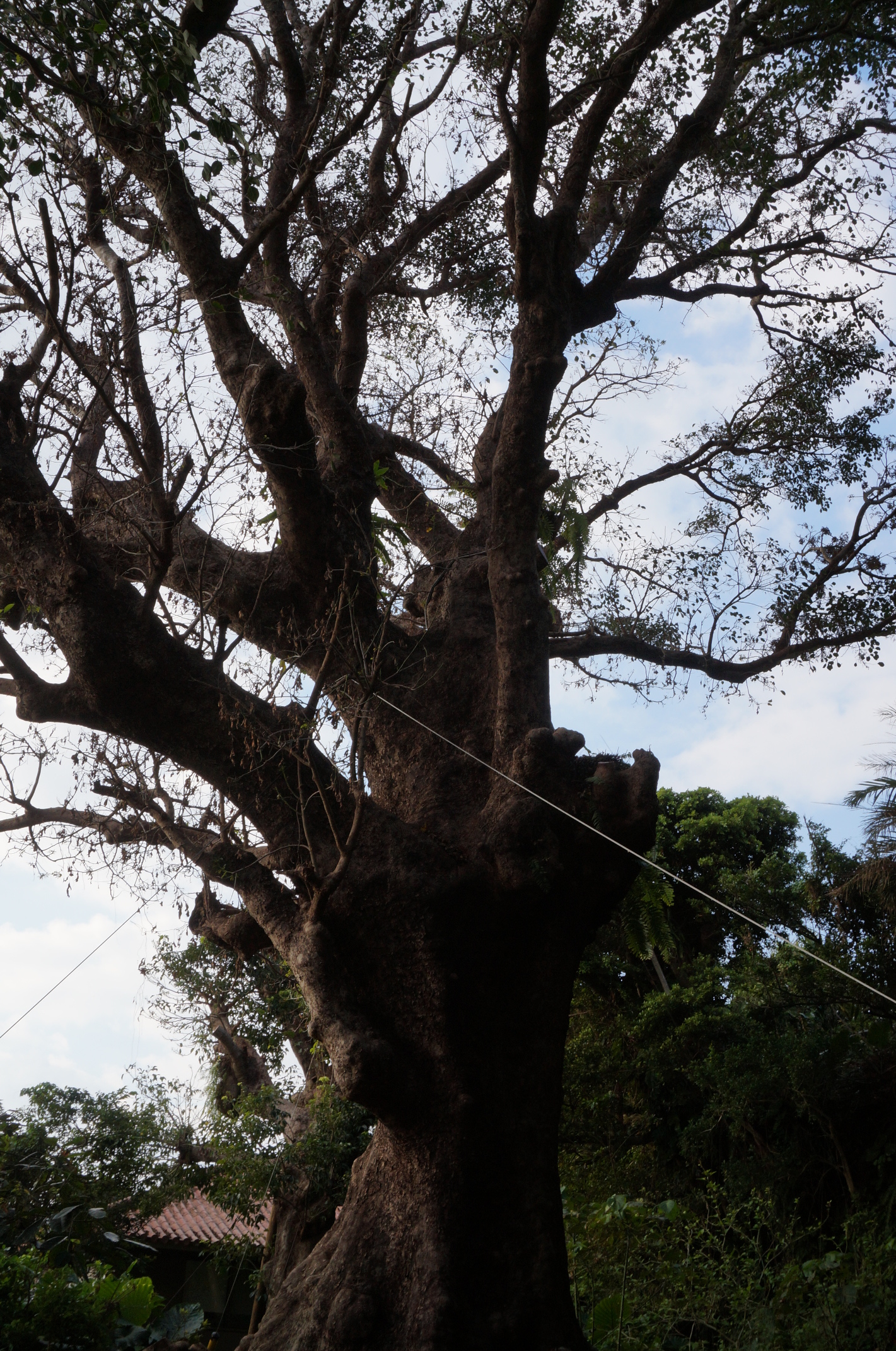Interessanter Baum.