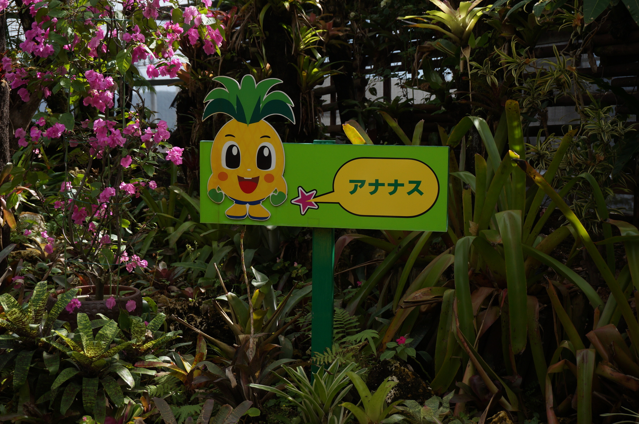 Hier wurde Ananas in anderen Sprachen vorgestellt, u.a. auch die deutsche "ananasu"