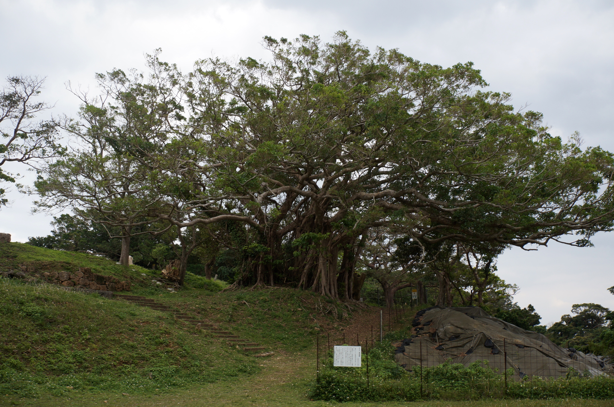 Baum.