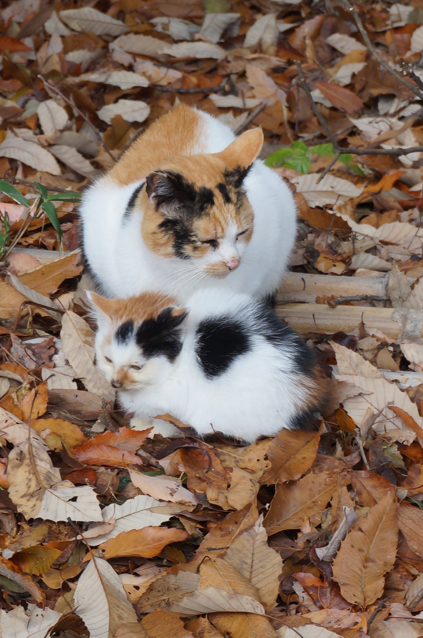 Diese beiden fanden wir dann auch unterwegs. Das kleine Kätzchen versteckt sich unter der Mama.