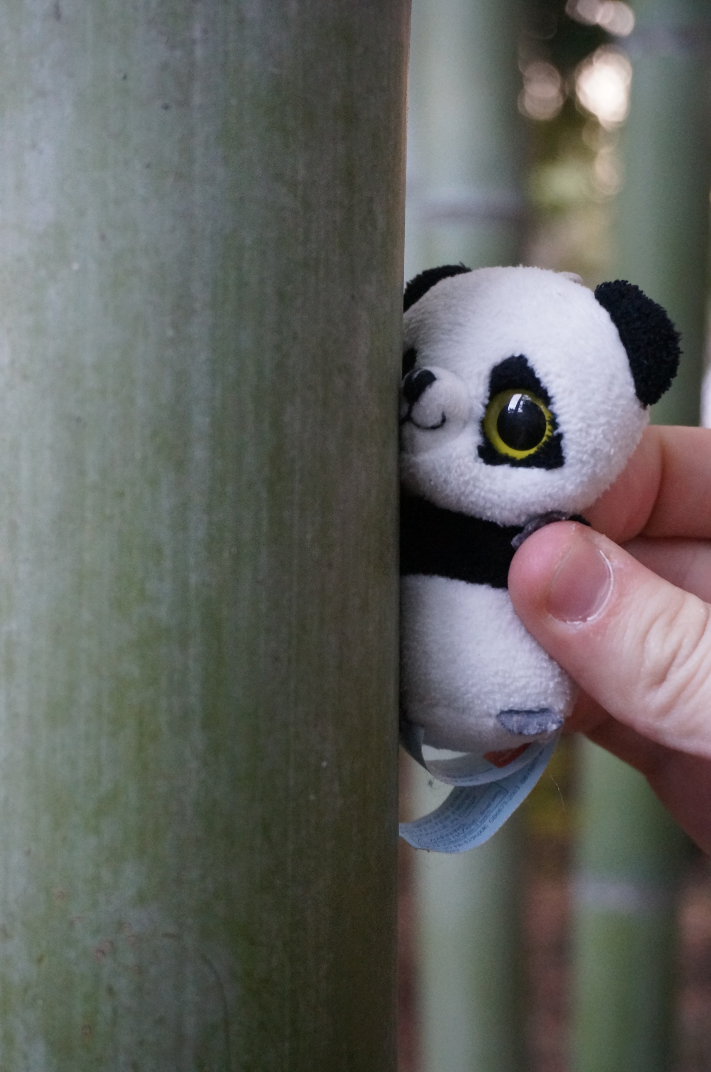 Panda mag Bambus!