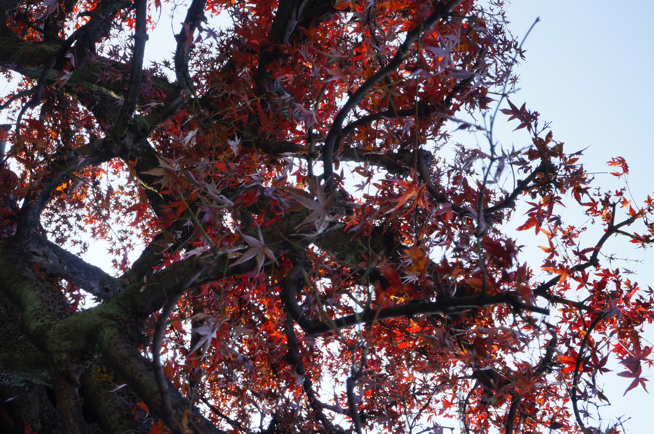 Überbleibsel von momiji (rote Blattfärbung), die wir leider verpasst haben^^