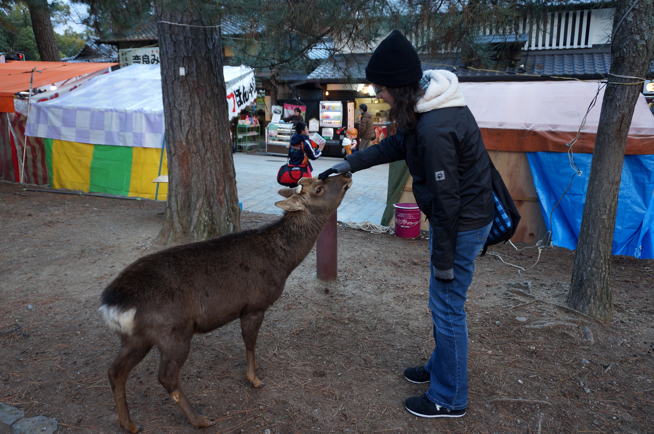 Auch ohne Essen kamen manche neugierigen Rehe von selbst zu einem.