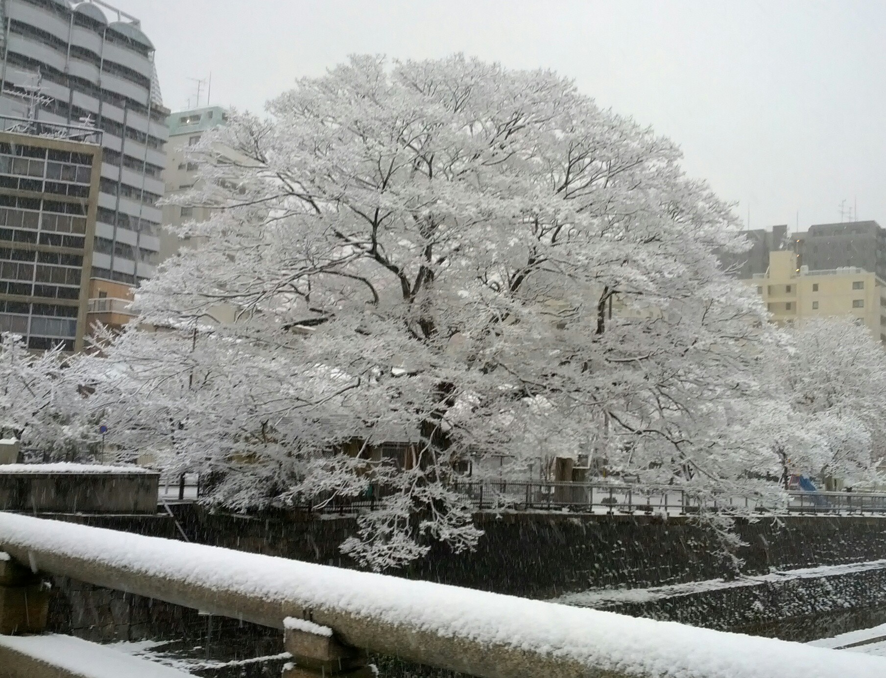 Der Baum am Fluss war gänzlich weiß geworden :)