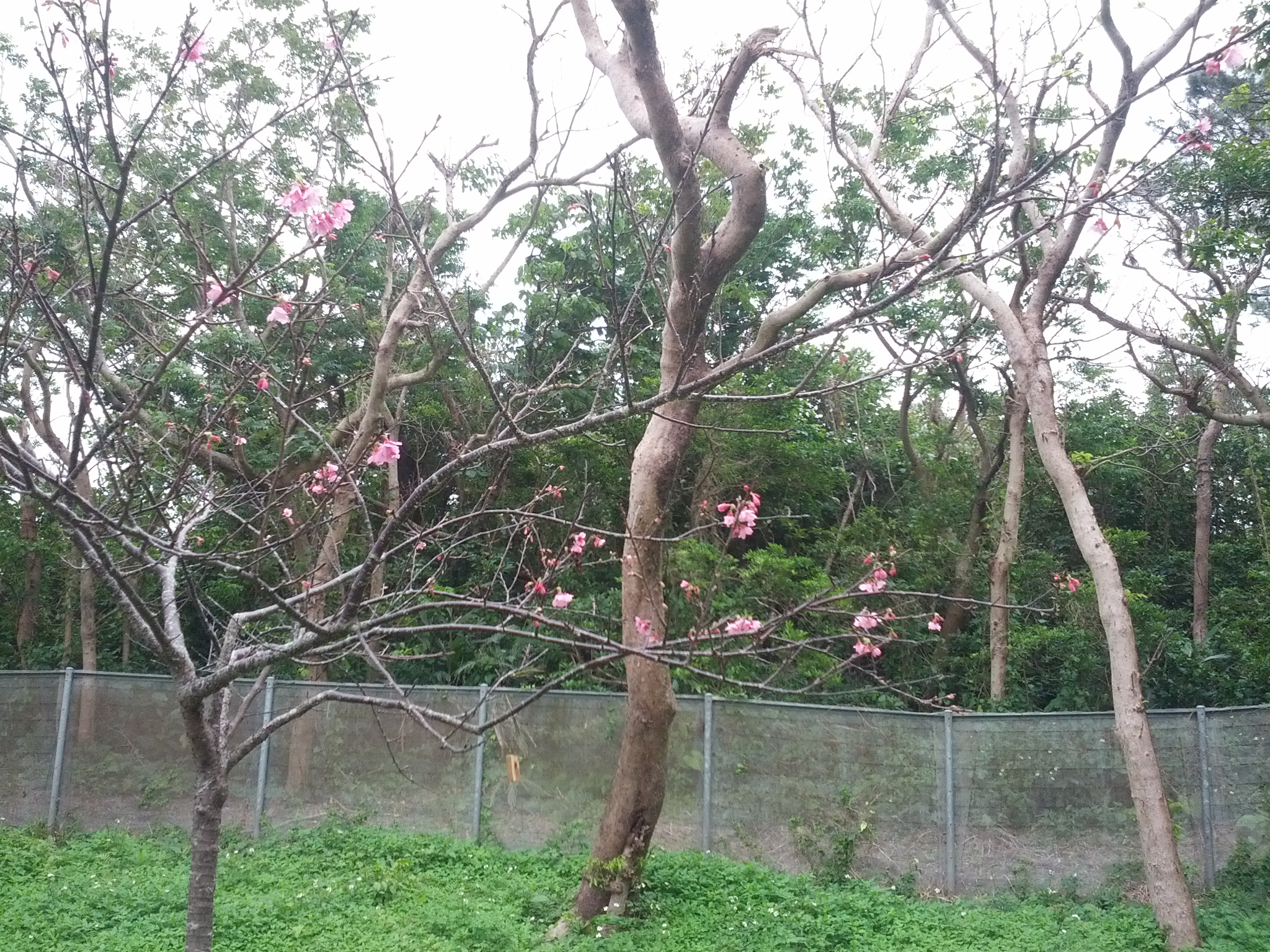 Auf Okinawa sieht man schon die ersten Kirschblüten!