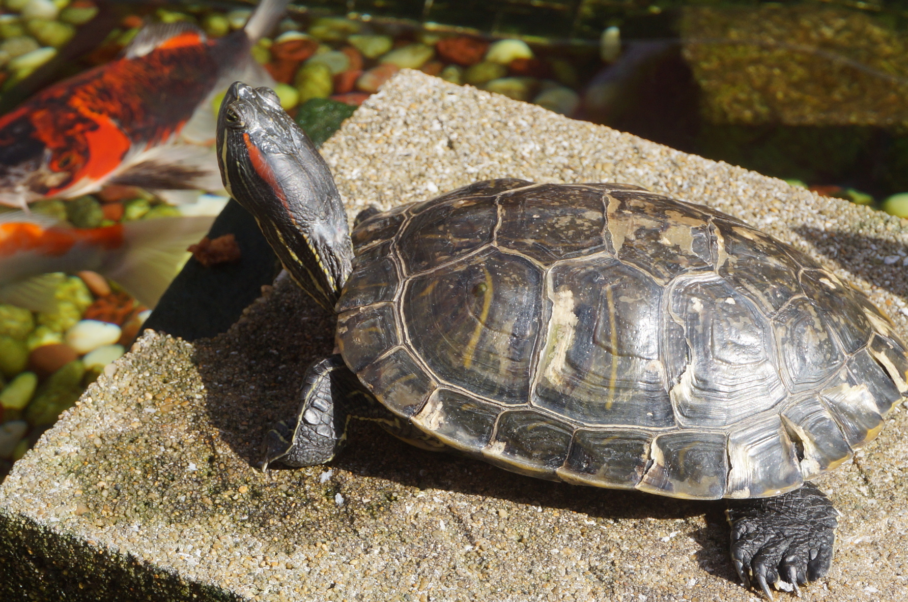 Philosophierende Schildkröte.. Man musste genau hinsehen, um zu bemerken, dass sie noch lebt^^"