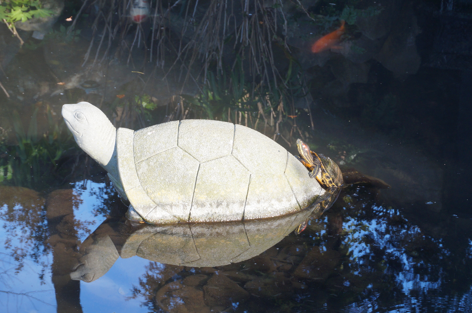 Die kleine Schildkröte wollte auf die Steinschildkröte hoch, ist aber immer wieder abgerutscht :(