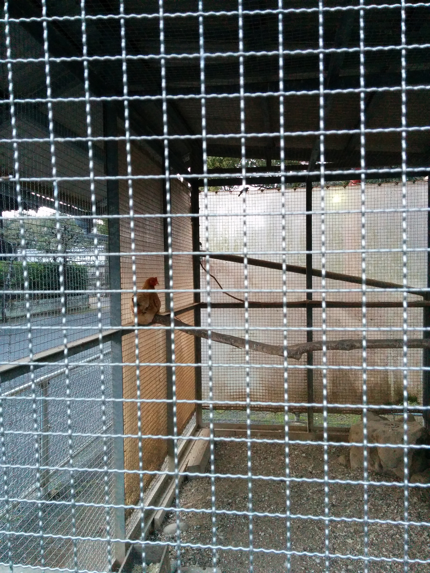 Ich weiß nicht, wieso auf dem Schreingelände ein Käfig mit einem einsamen Huhn herumstand.
