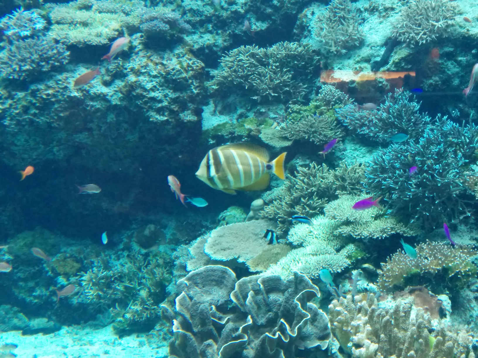 Fische.