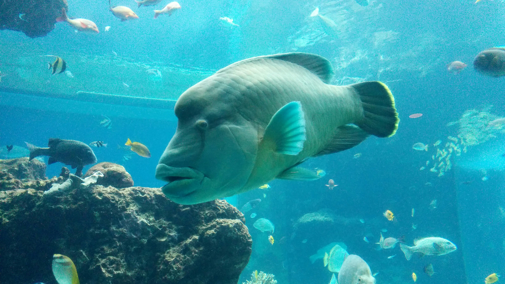 Komischer Fisch.