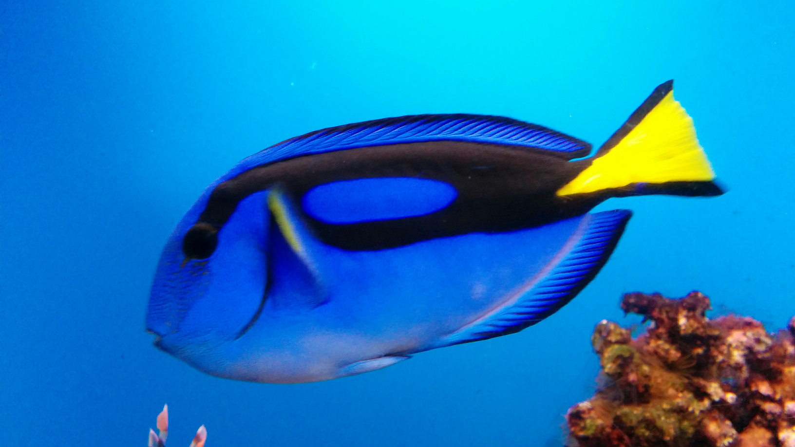 Dori.