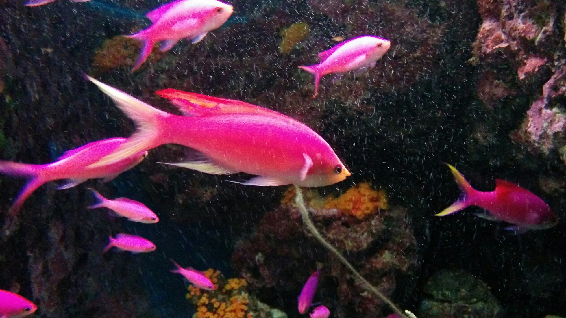Pinke Fischis.