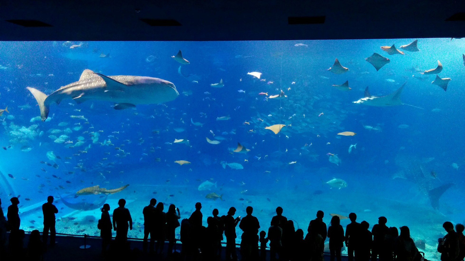 Großes Becken mit Fischen.