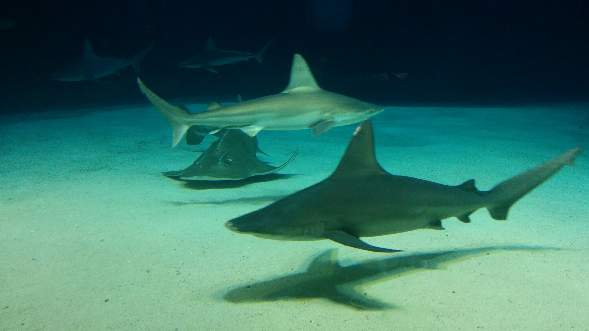 Mega-Shark in Miniaturform.