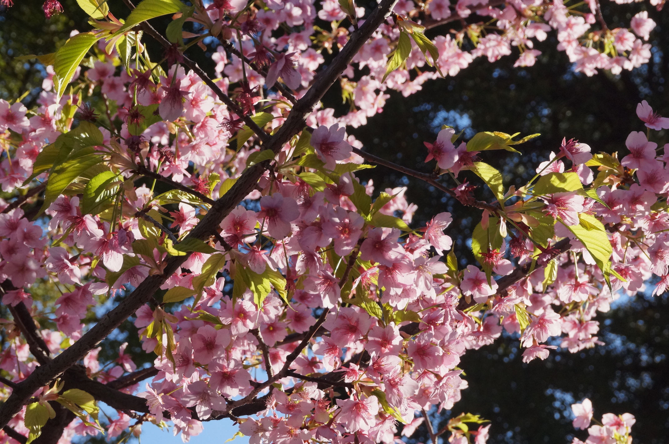 Erste Kirschblüten in Fukuoka!