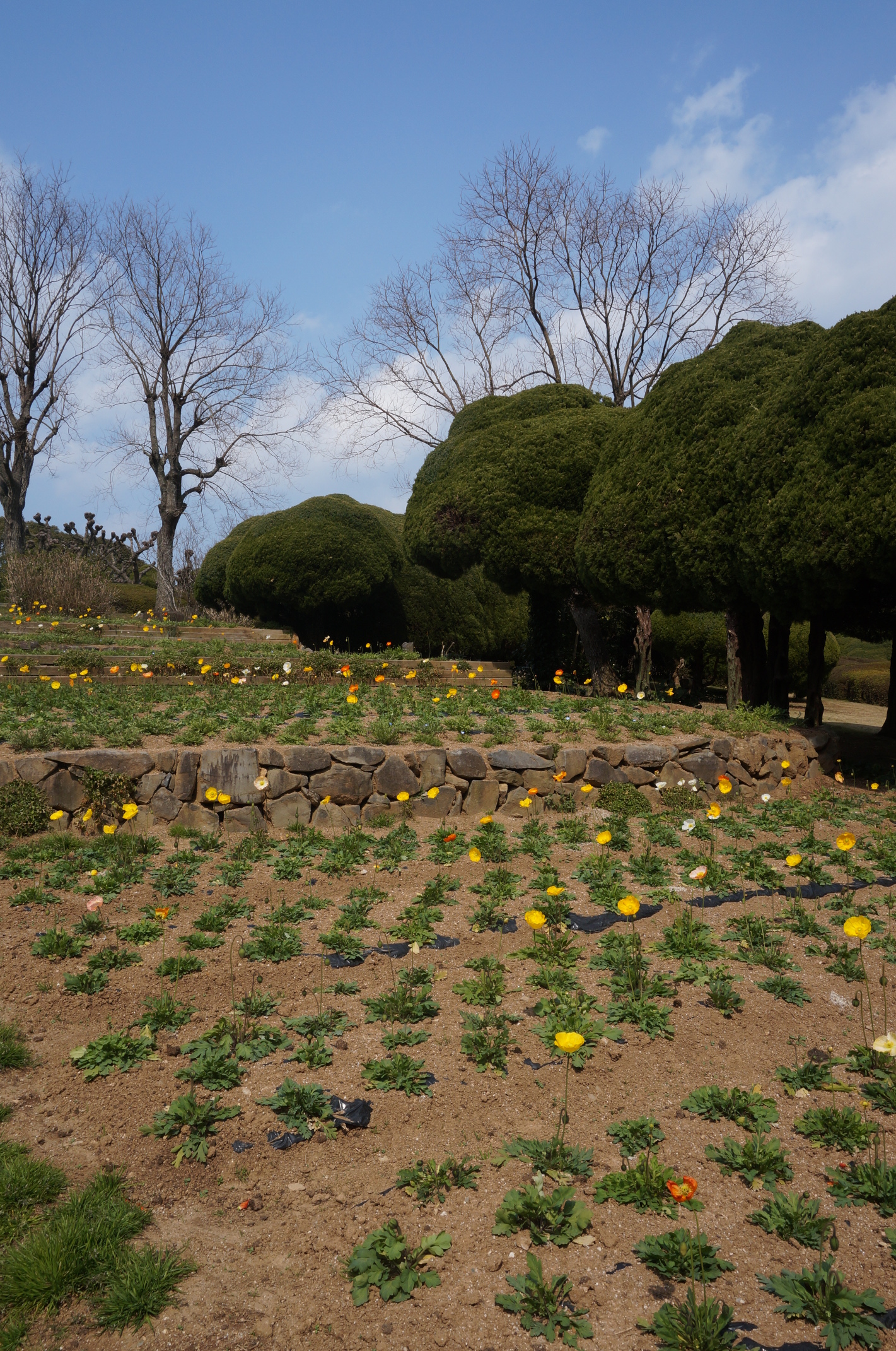 Blumen~