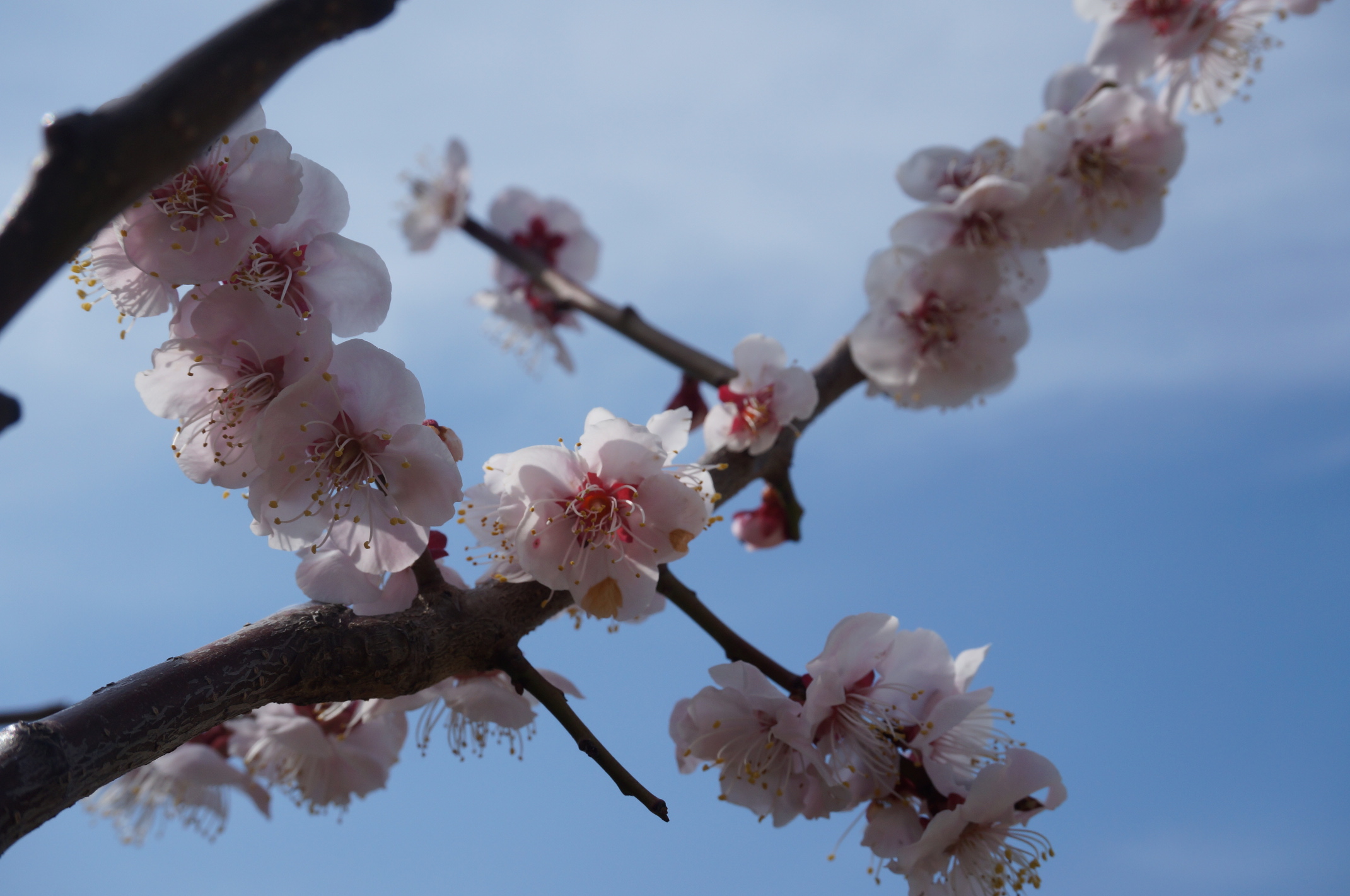 Auch hier blühen schon die ersten Kirschblüten!