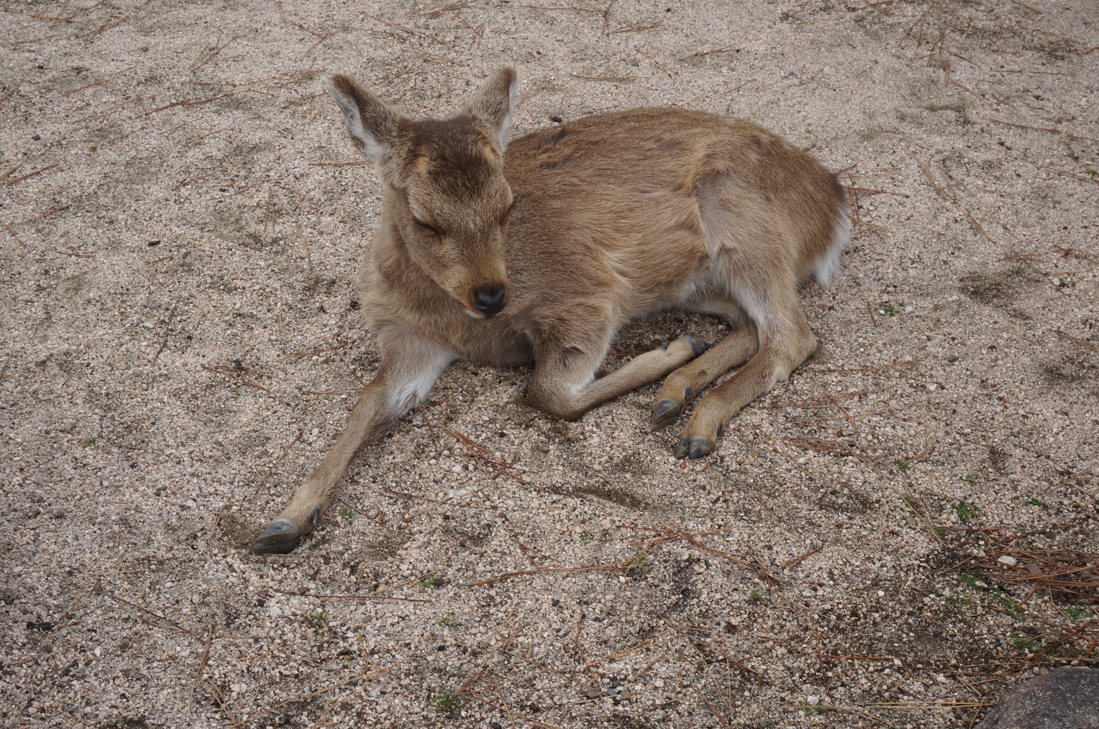 Miyajima: Rehe überall!