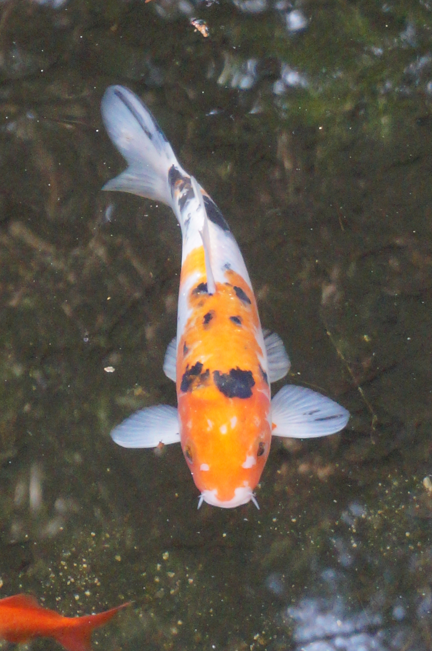 Koi.