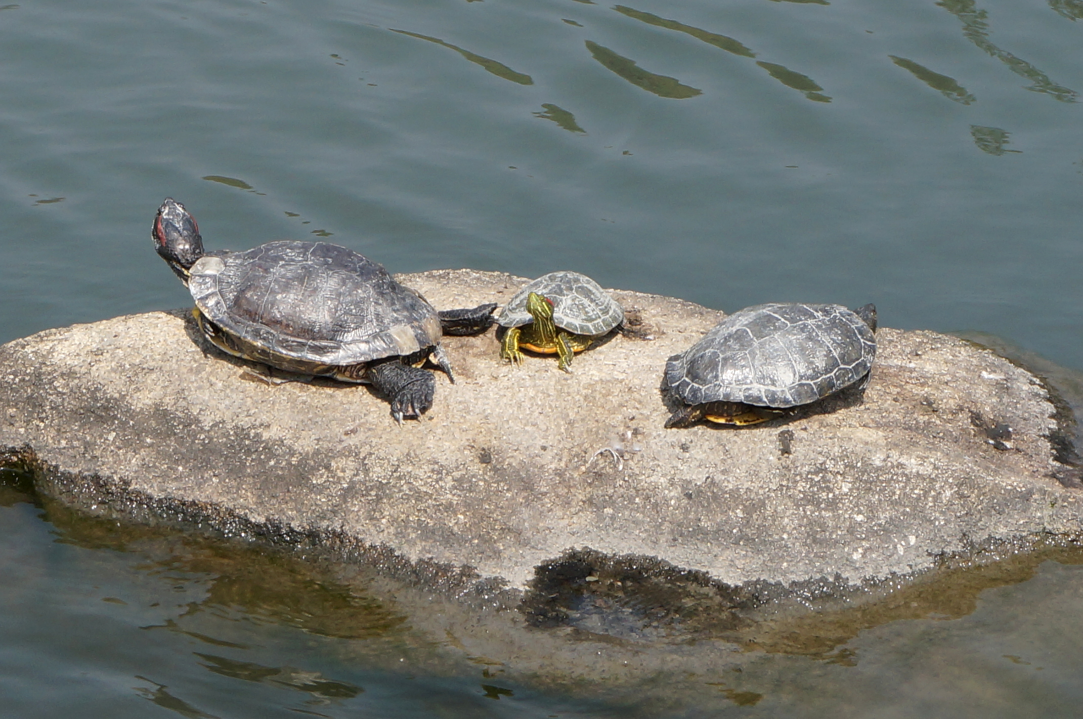 Schildkröten ruhen sich auf dem Stein aus.