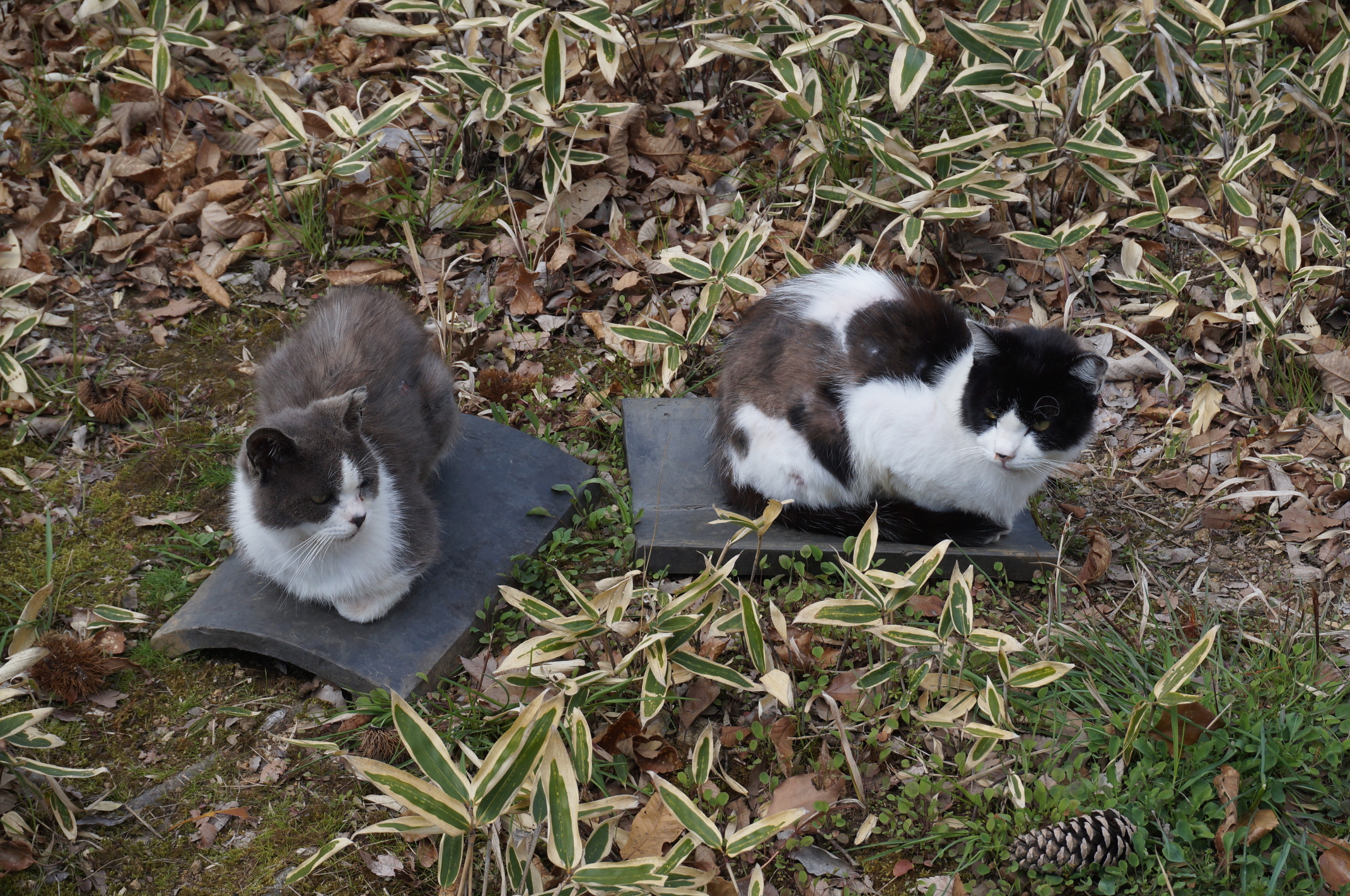 Noch mehr Katzen im Park!
