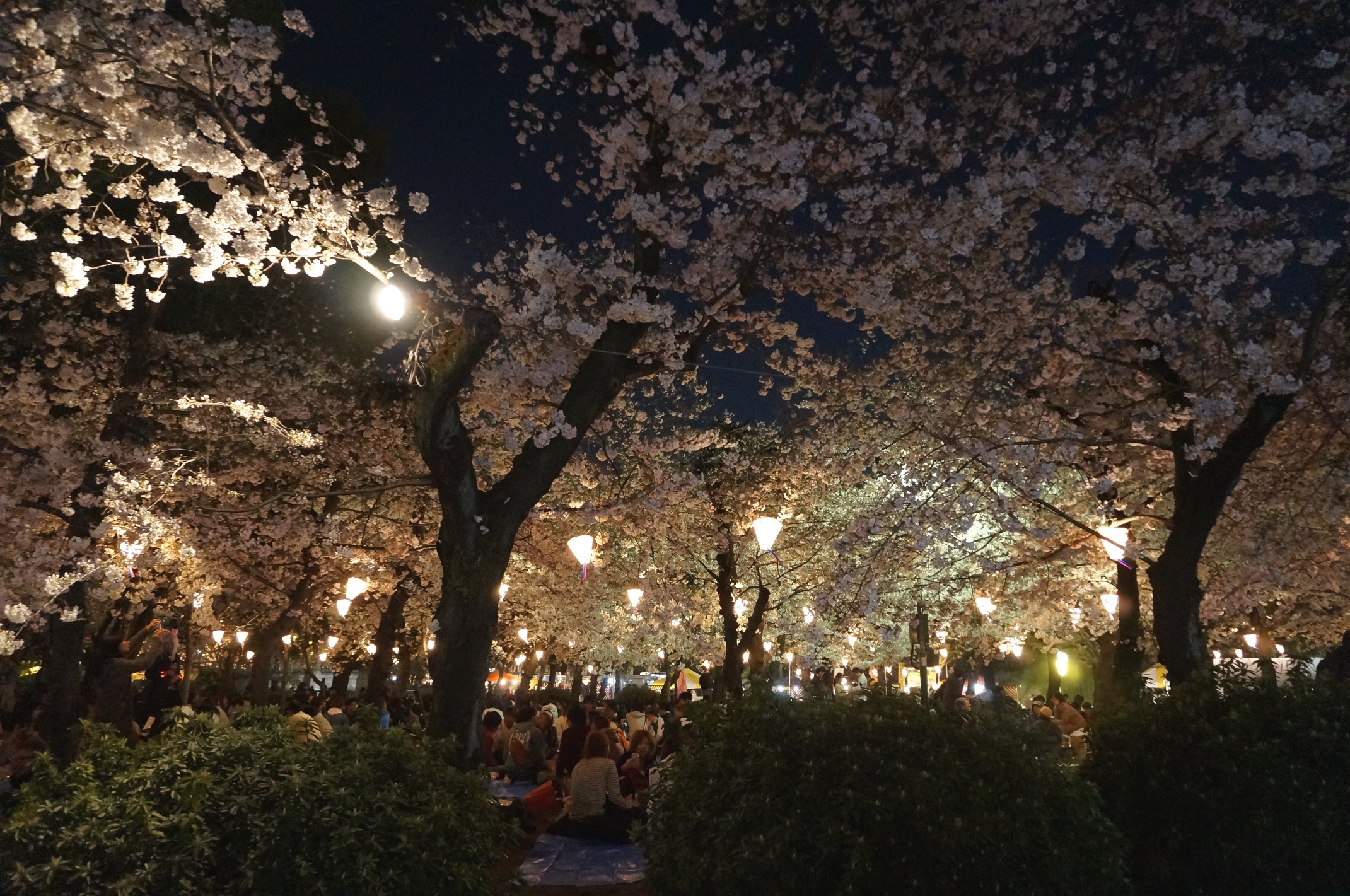 Abends dann: Hanami!