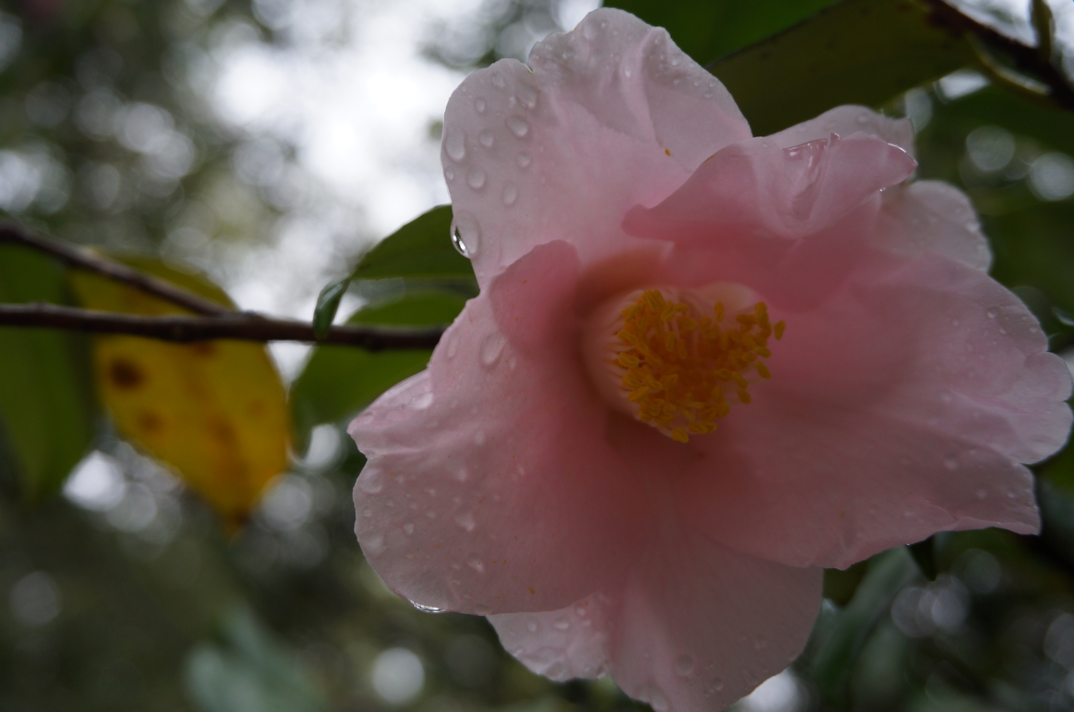 Blüte mit Regentropfen.