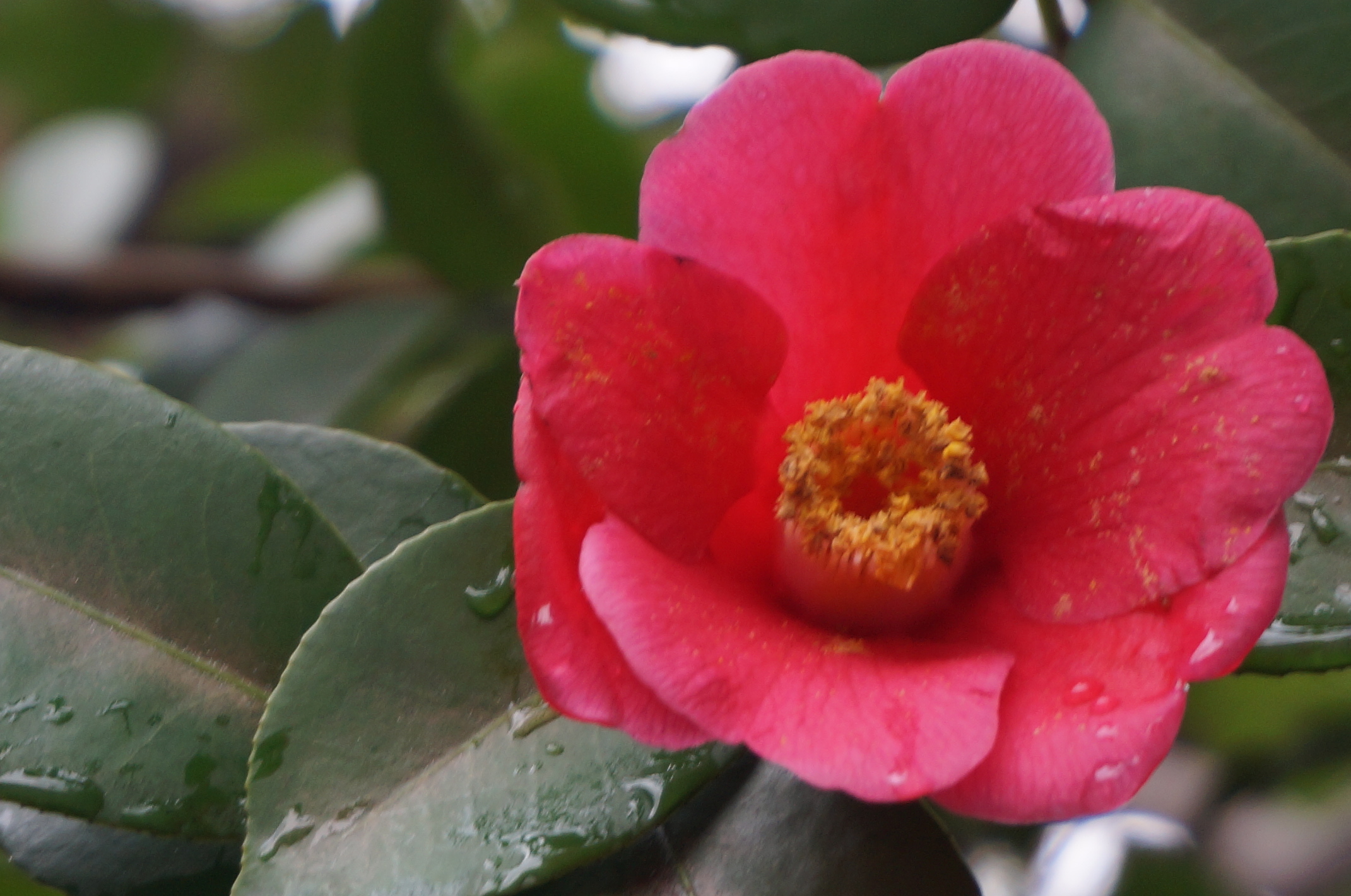 Noch mehr Blumen^^
