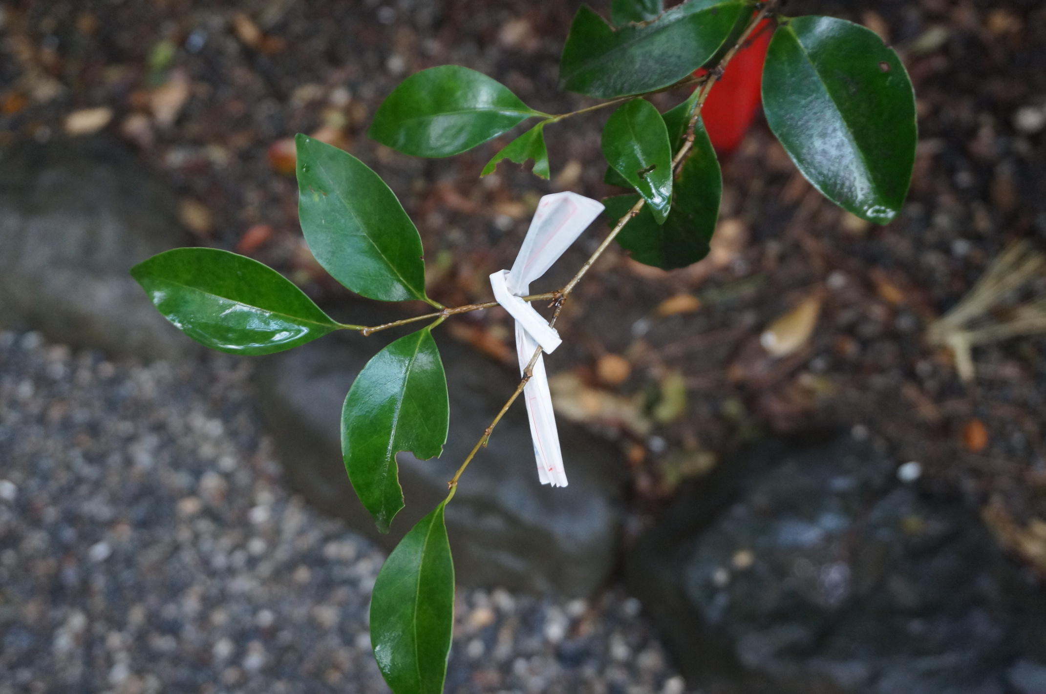 Hier hat jemand sein omamori hingehängt :)