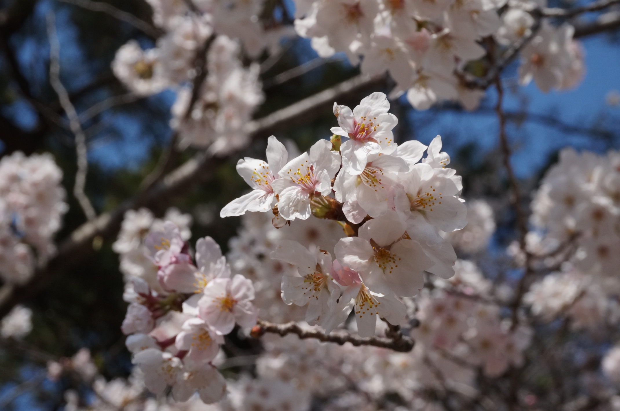 Sakura!