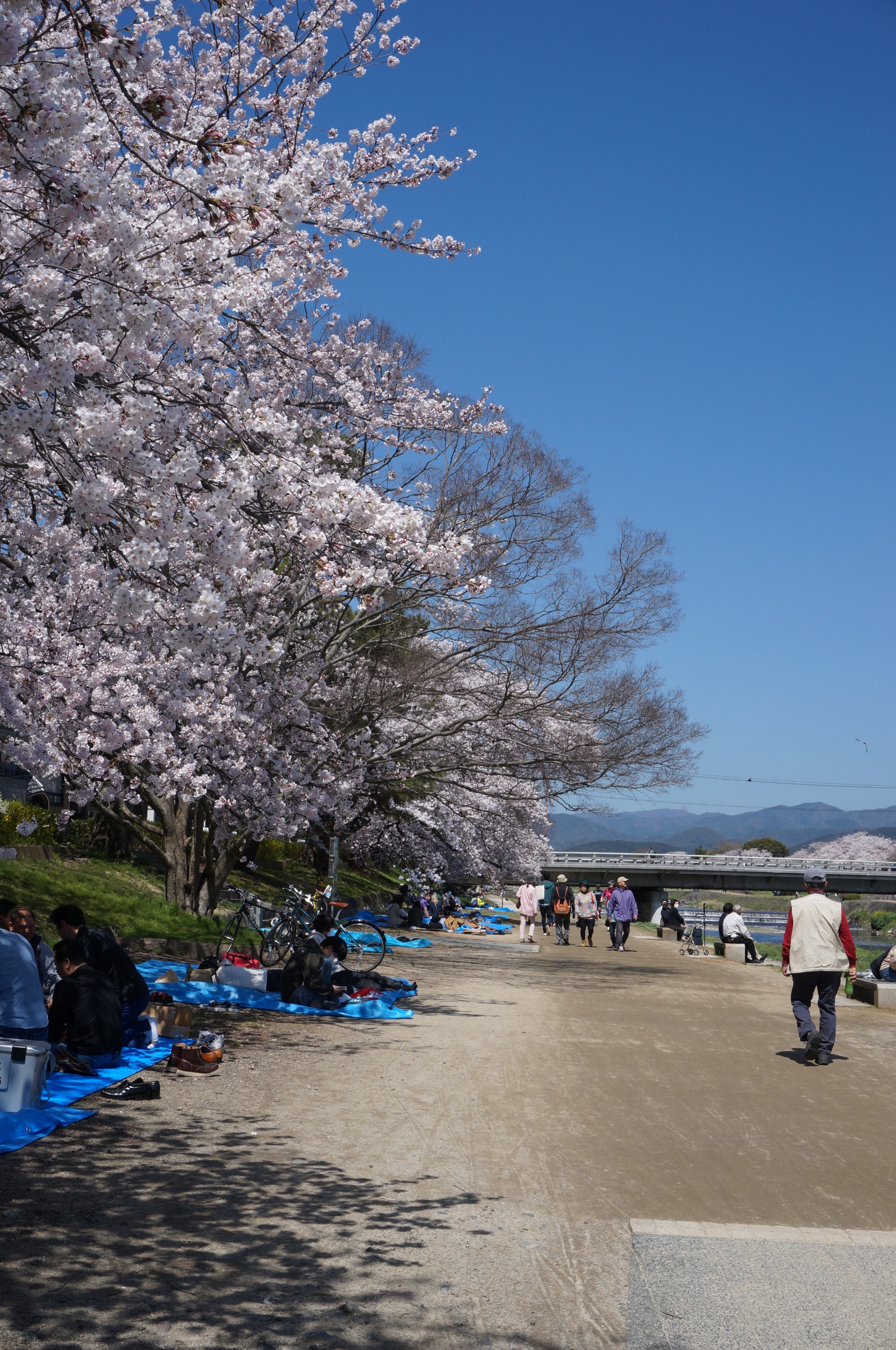 Hanami am Fluss :)