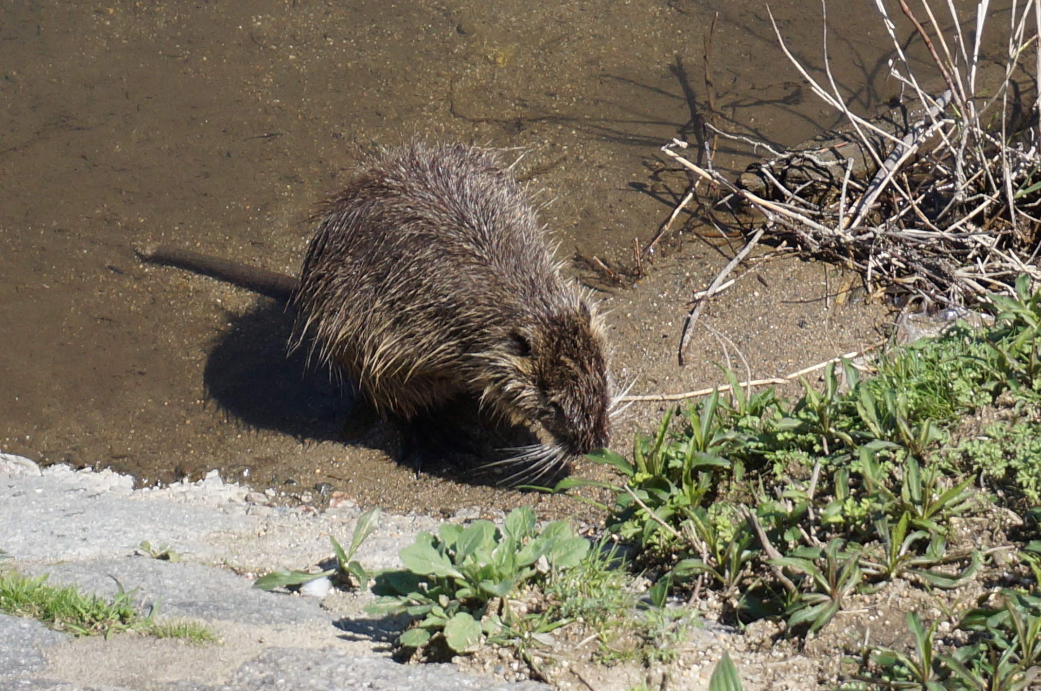 ...so auch diese Wasserratte!