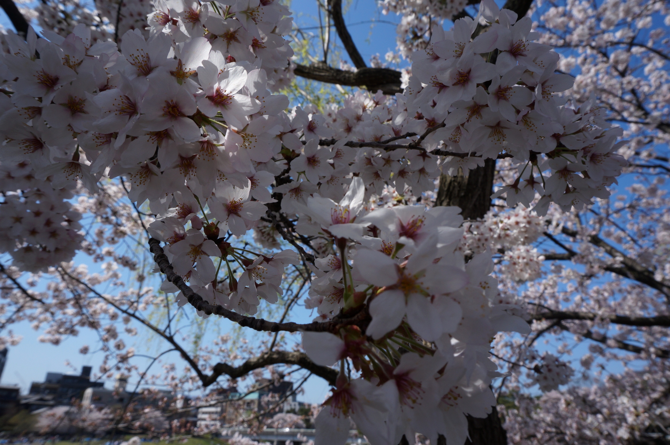 Sakura von Nahem!