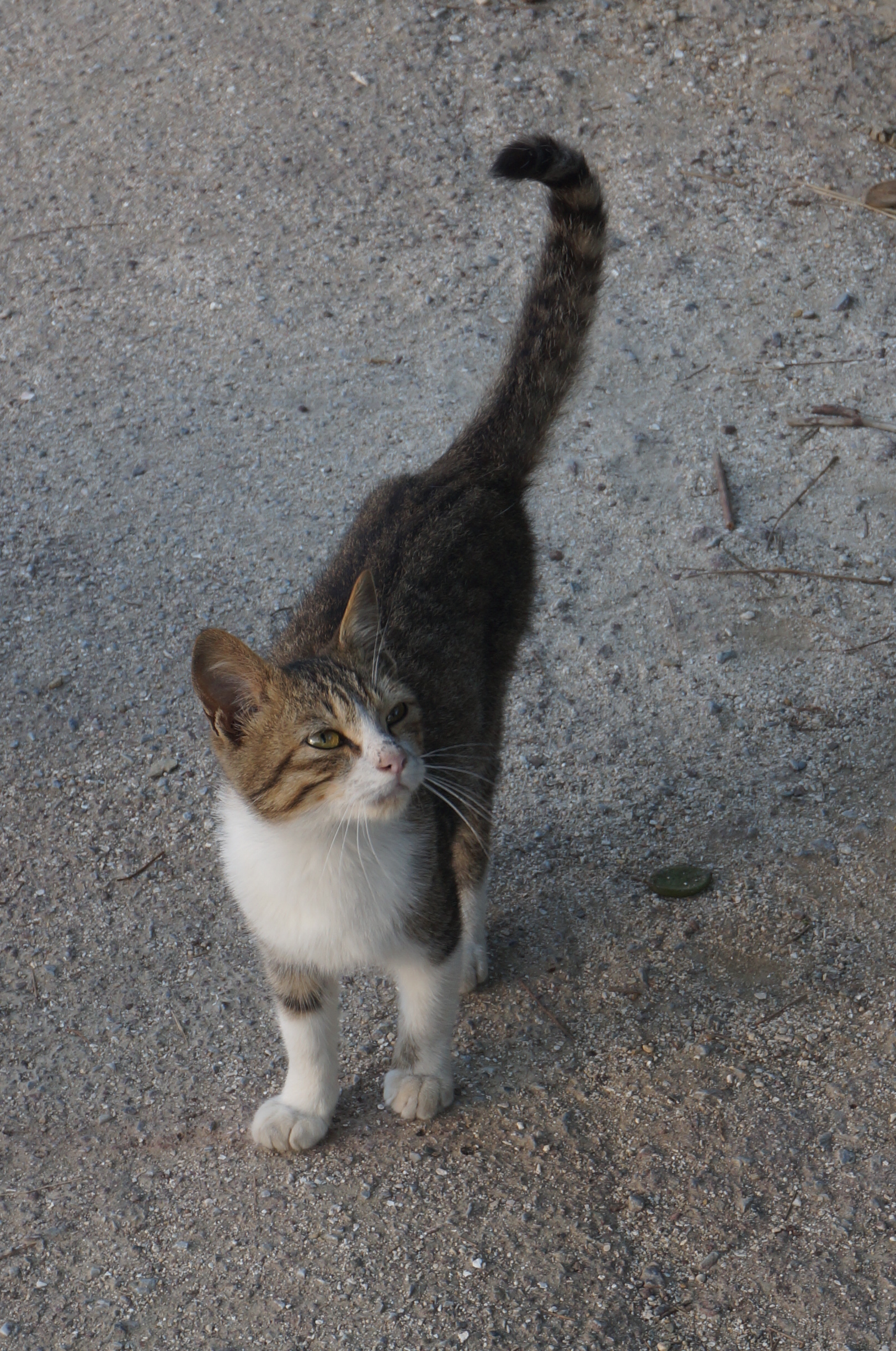 In der Nähe trieb sich eine anhängliche kleine Katze herum.