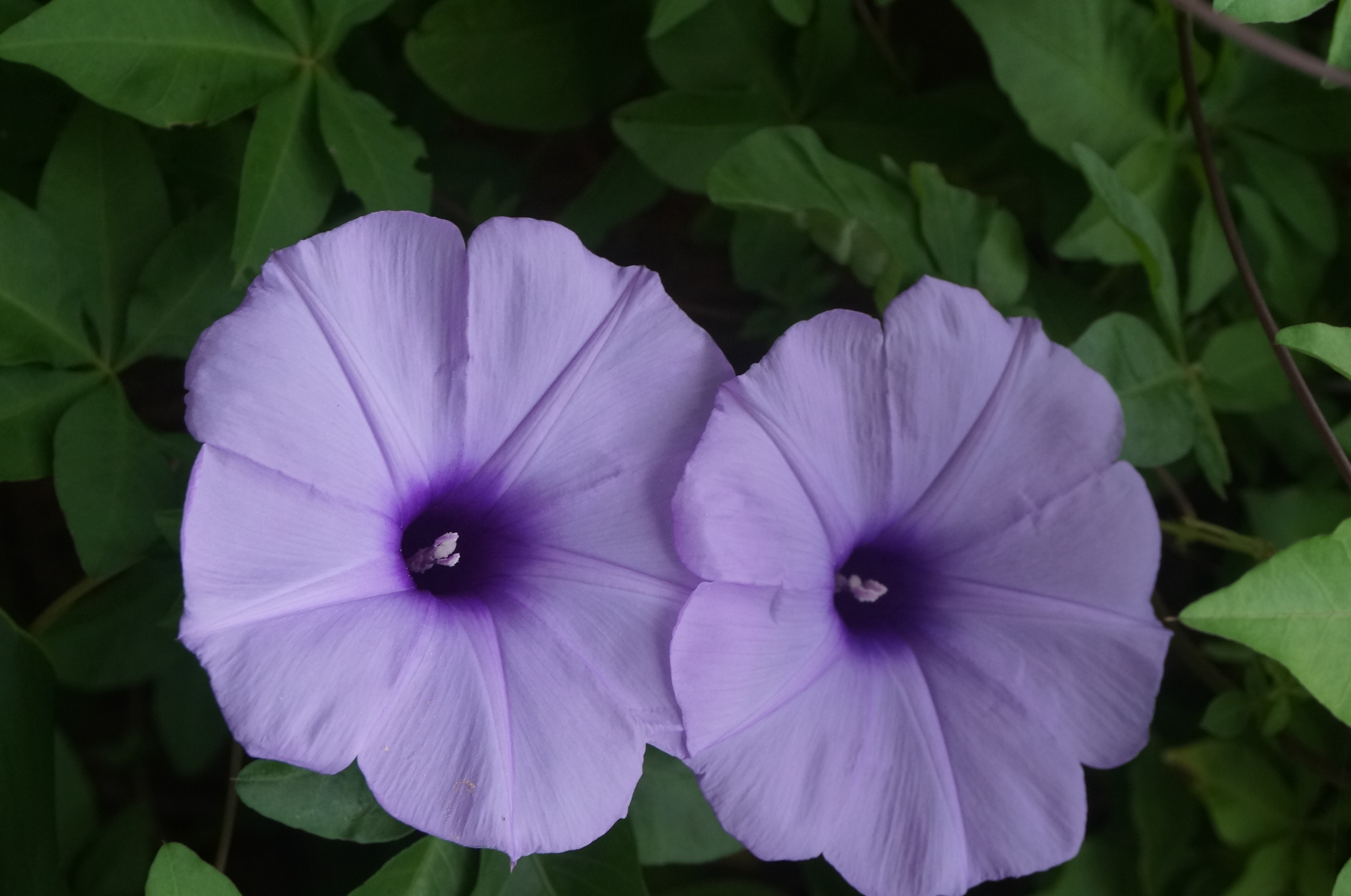Hübsche Blumen in der Nähe.