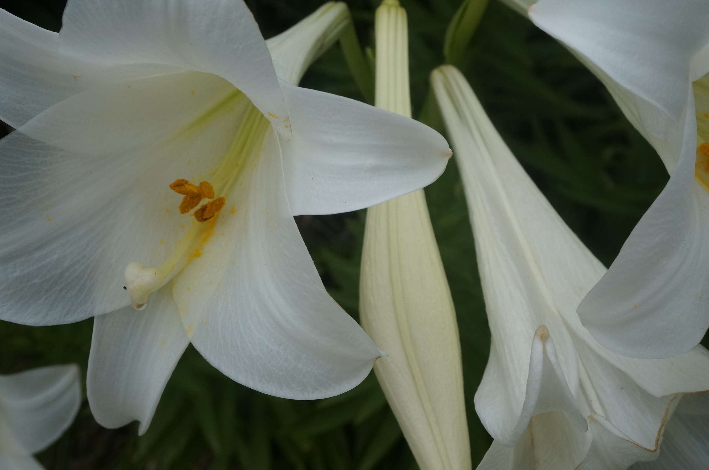 Noch mehr Blumen!