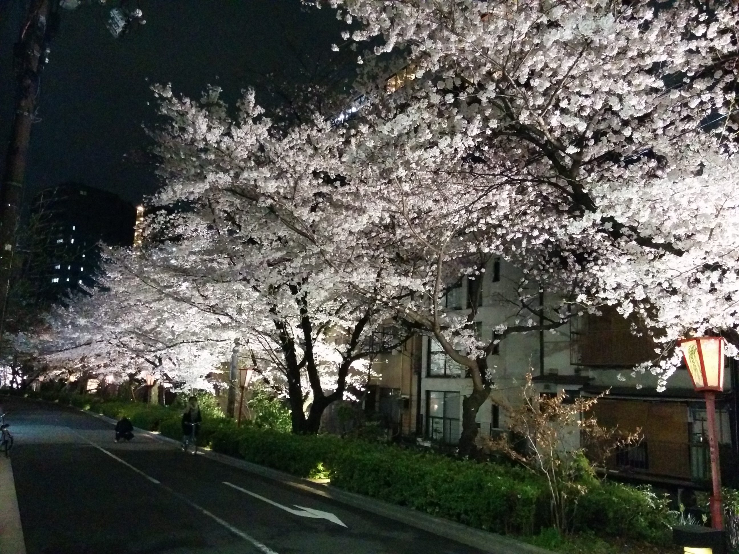 Sakura-Bäume erleuchtet!