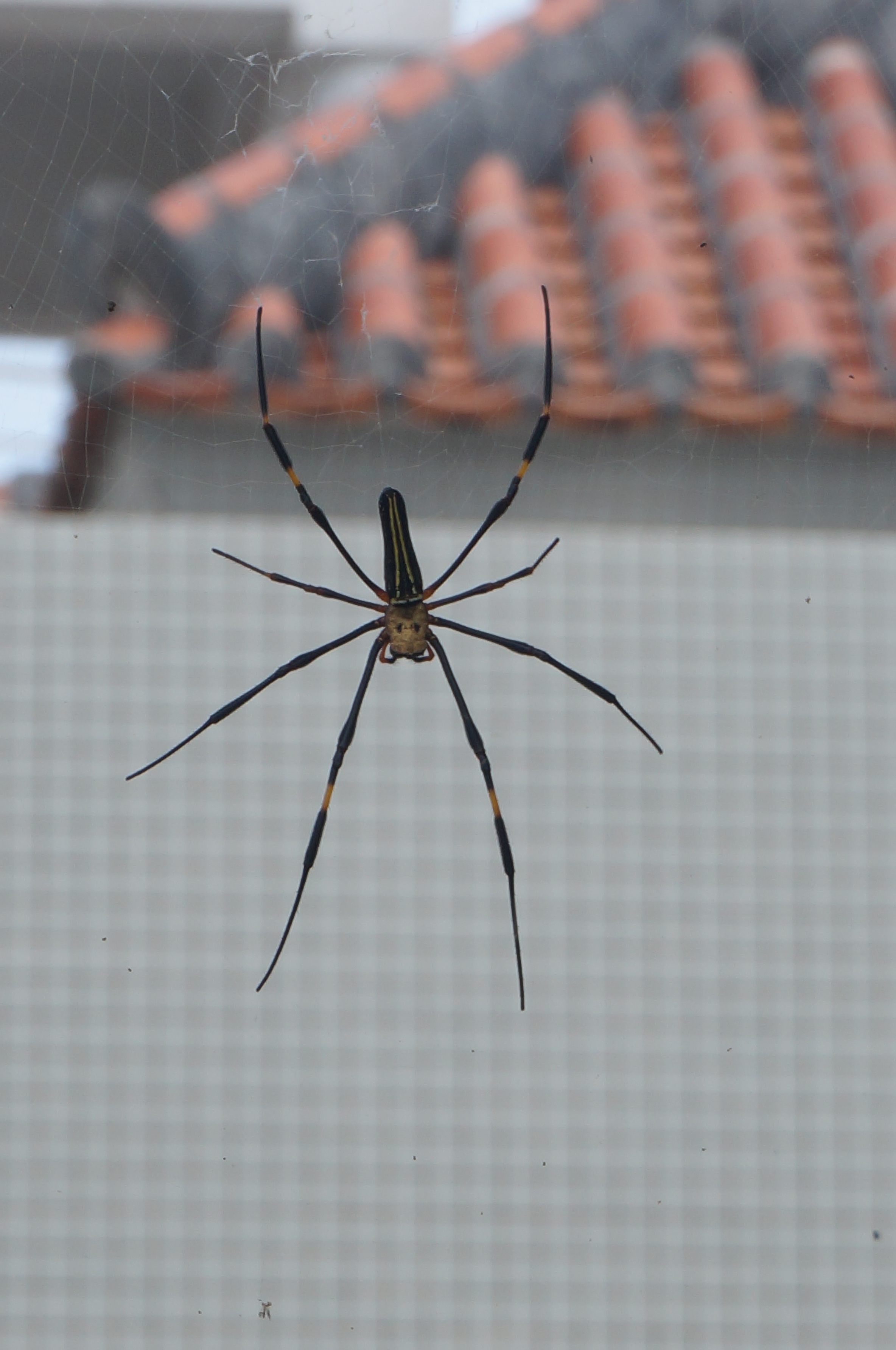 Ich habe das Gefühl, die Spinnen hier werden jeden Tag größer...habe mich aber nicht getraut, meine Hand als Vergleich daneben zu halten :P