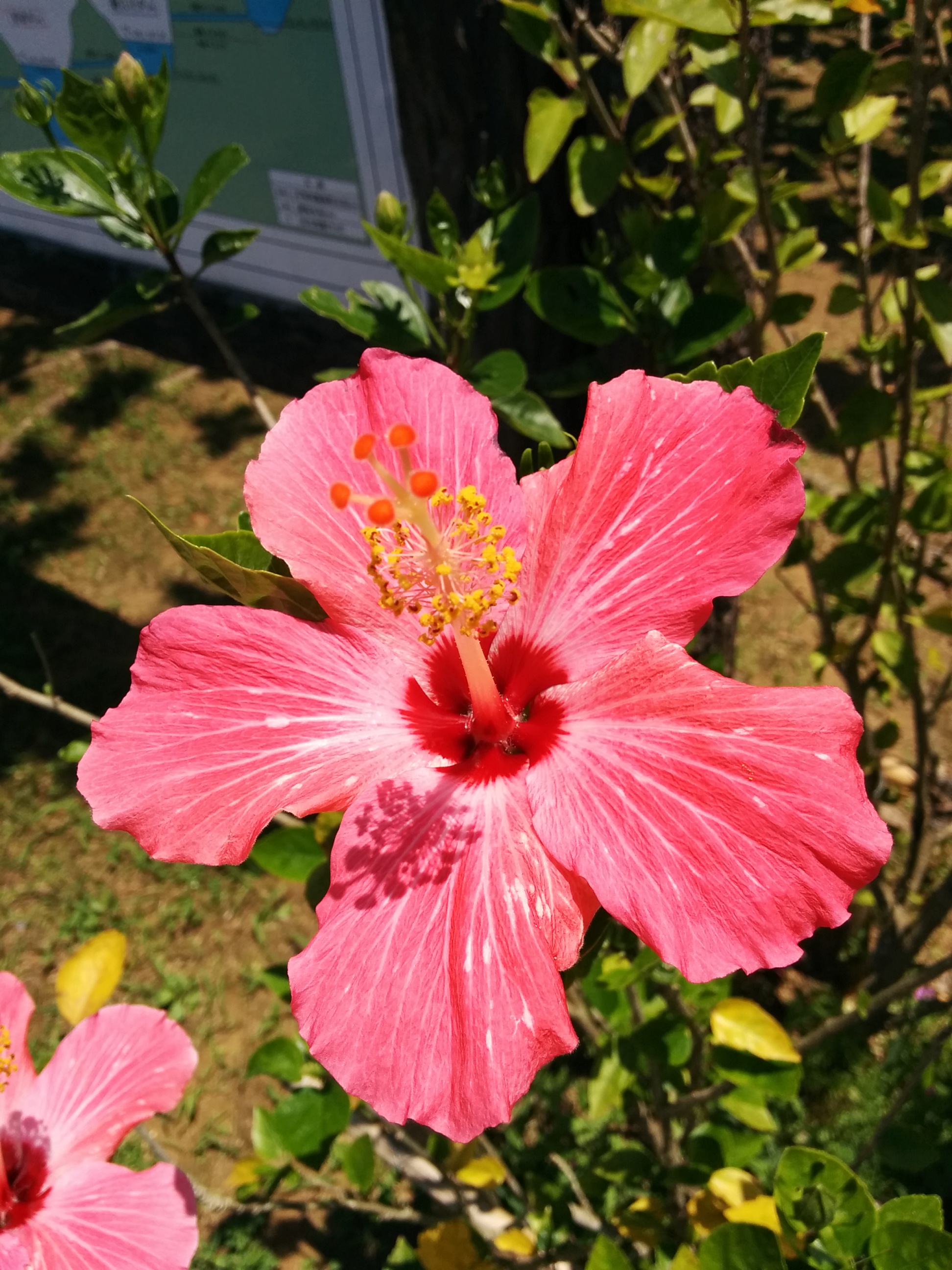 Okinawas Blume ist der Hibiskus, und momentan blüht er richtig schön!