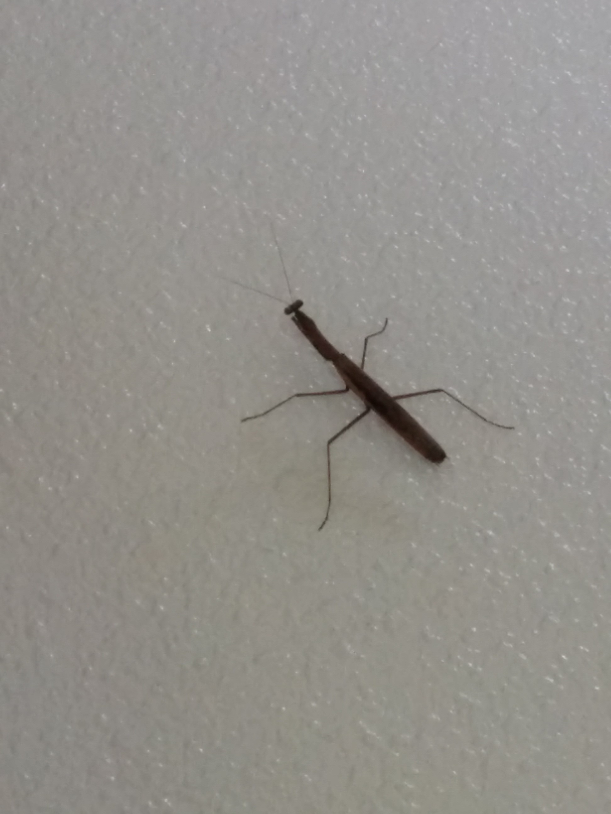 Okinawas Artenvielfalt auch täglich im Wohnheim zu bestaunen.