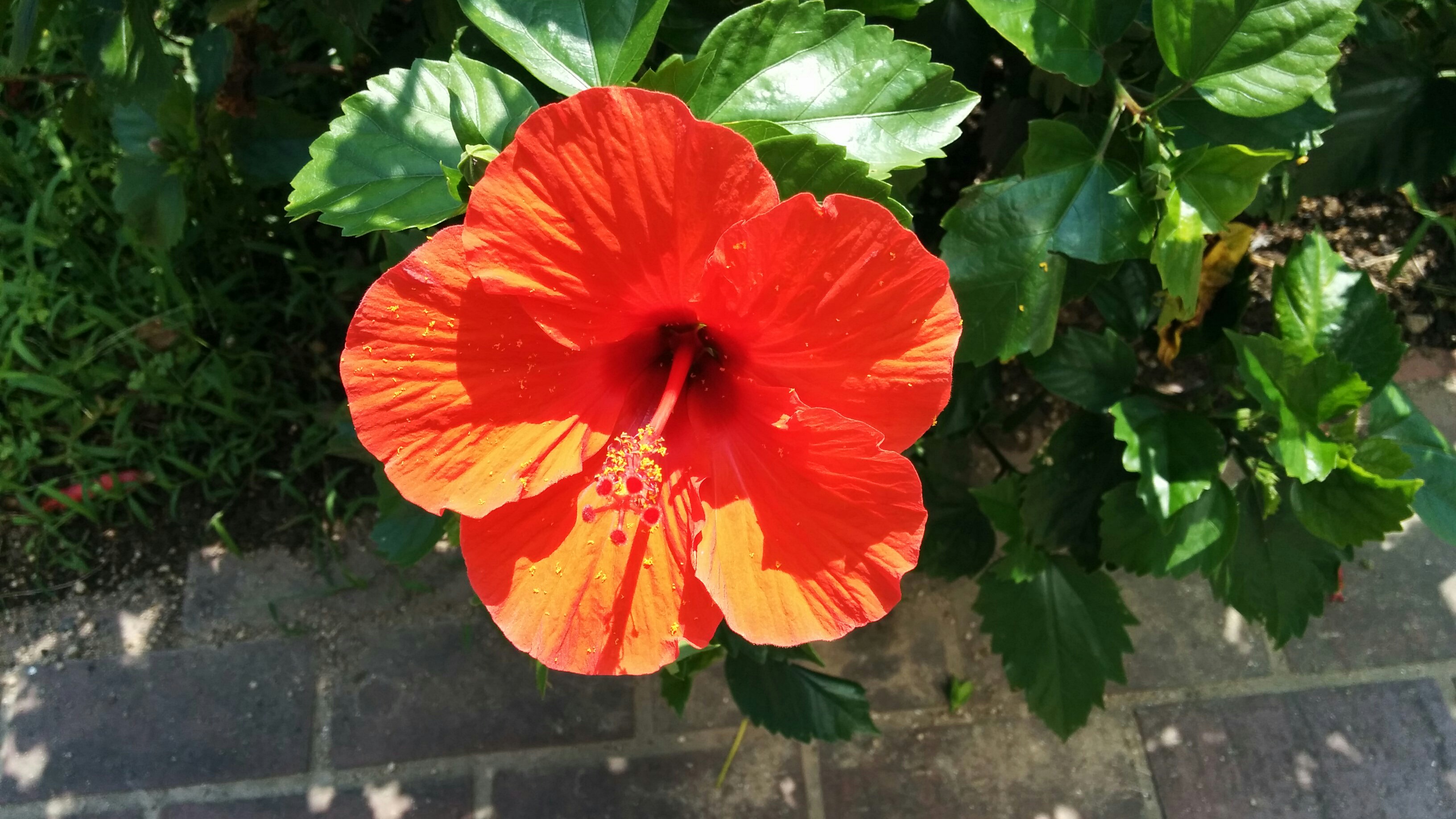 Erinnert mich ein wenig an Okinawas Hibiskus :)