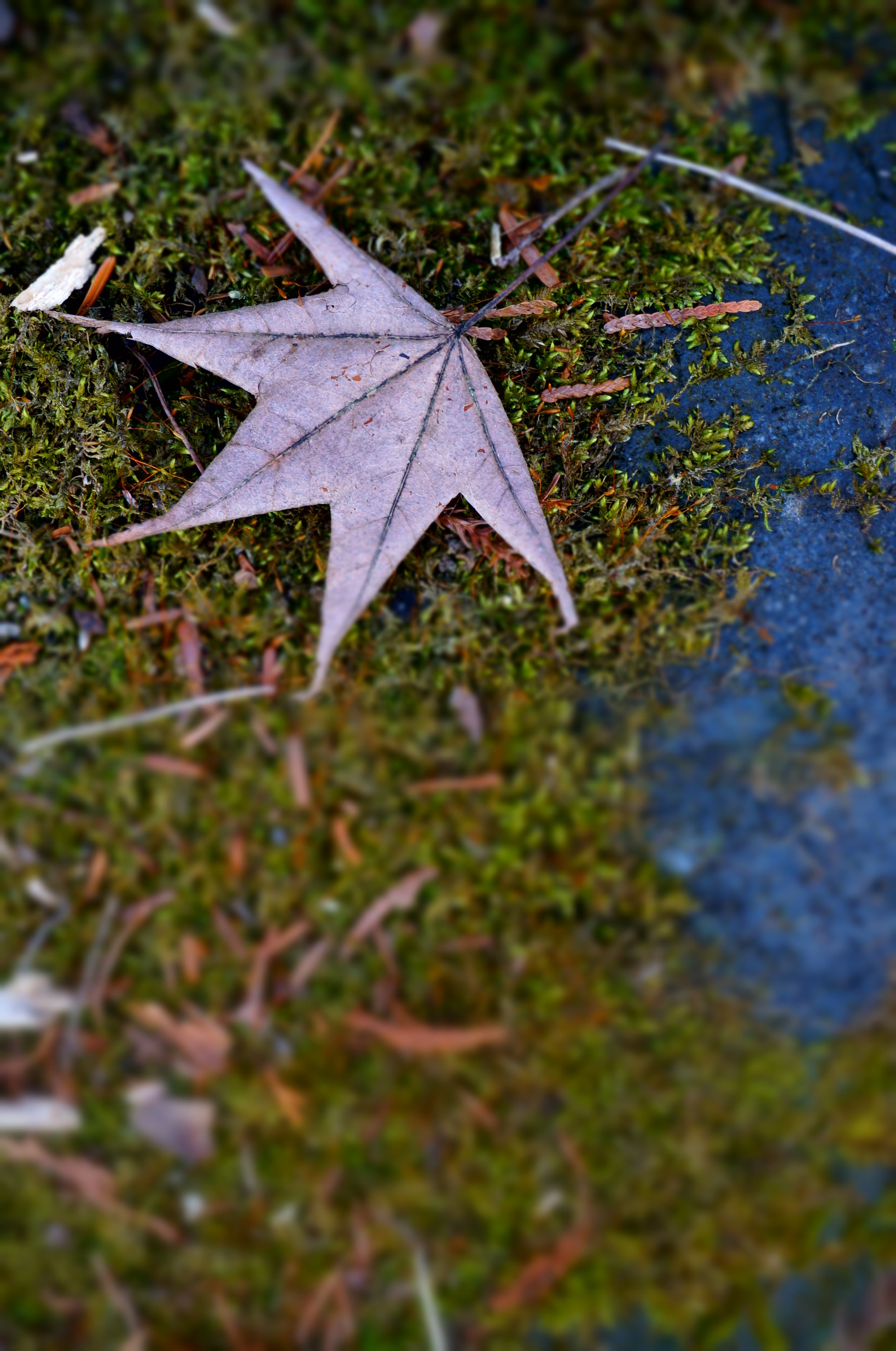 Reste des vergangenen Herbstes?