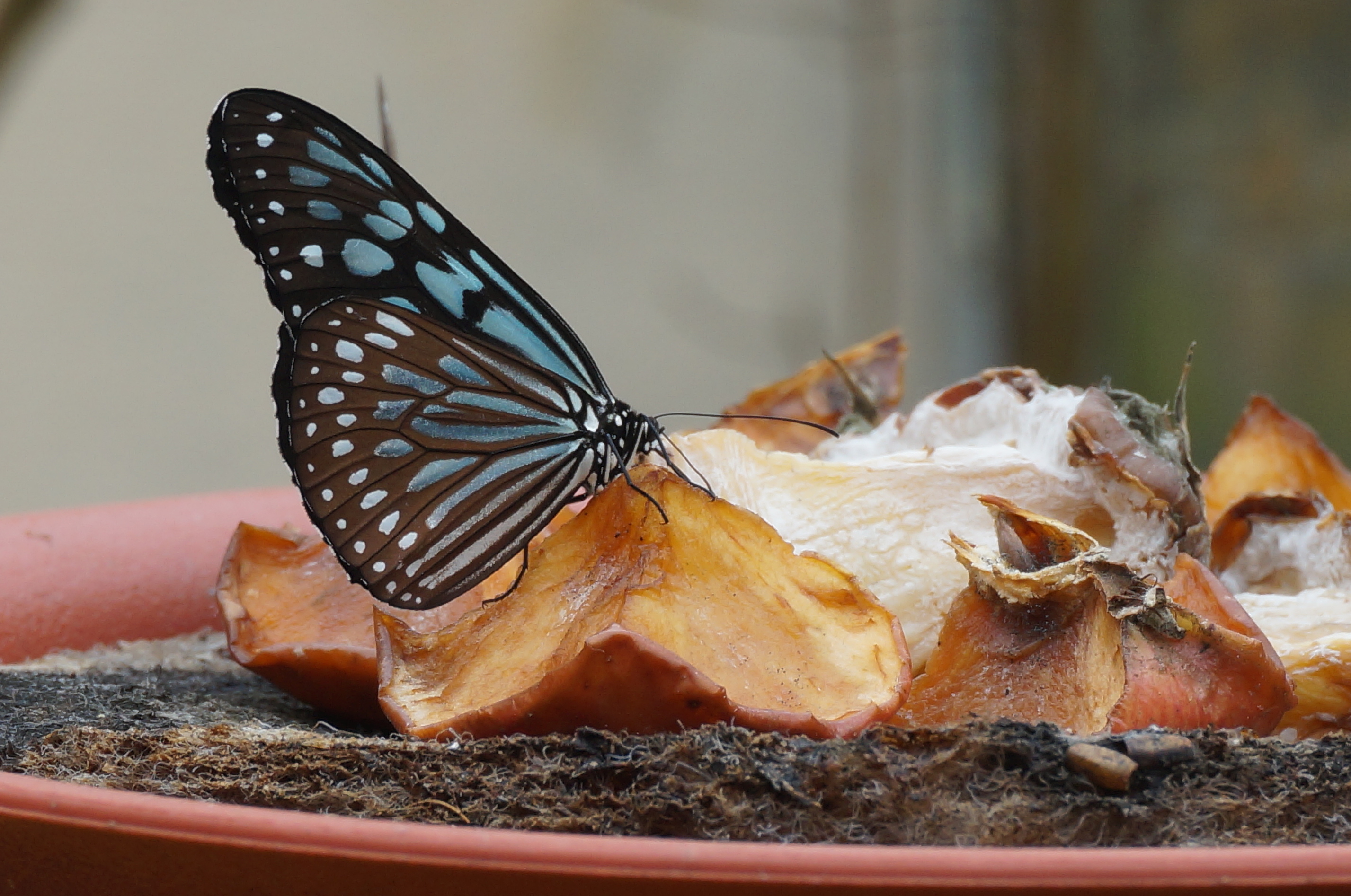 Noch ein hübscher Schmetterling!